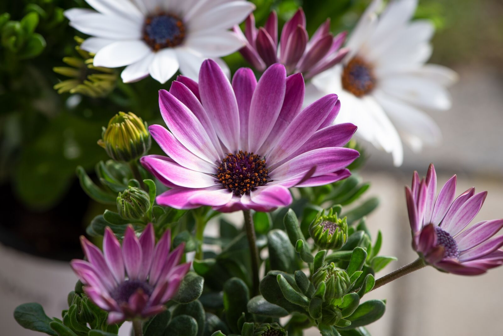 Nikon D750 sample photo. Cape daisies, flowers, plant photography