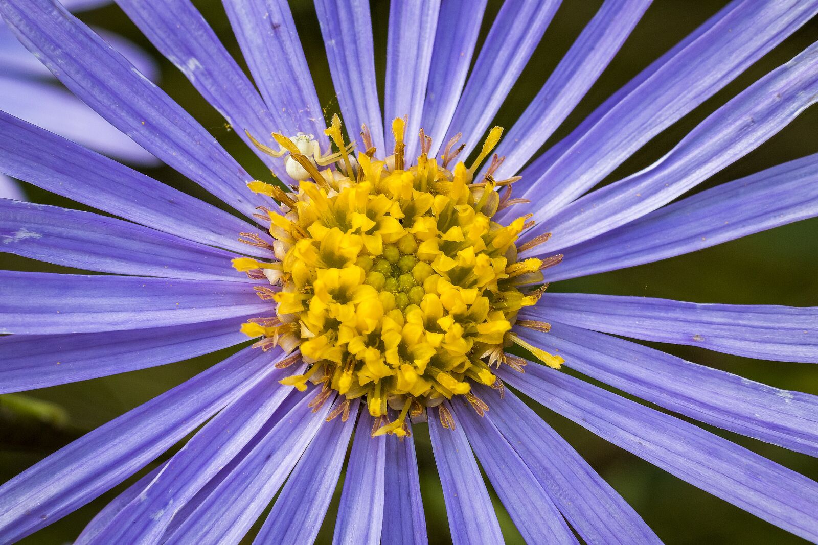 Canon EOS 70D + Canon EF 50mm F1.8 II sample photo. Flower, purple, blossom photography