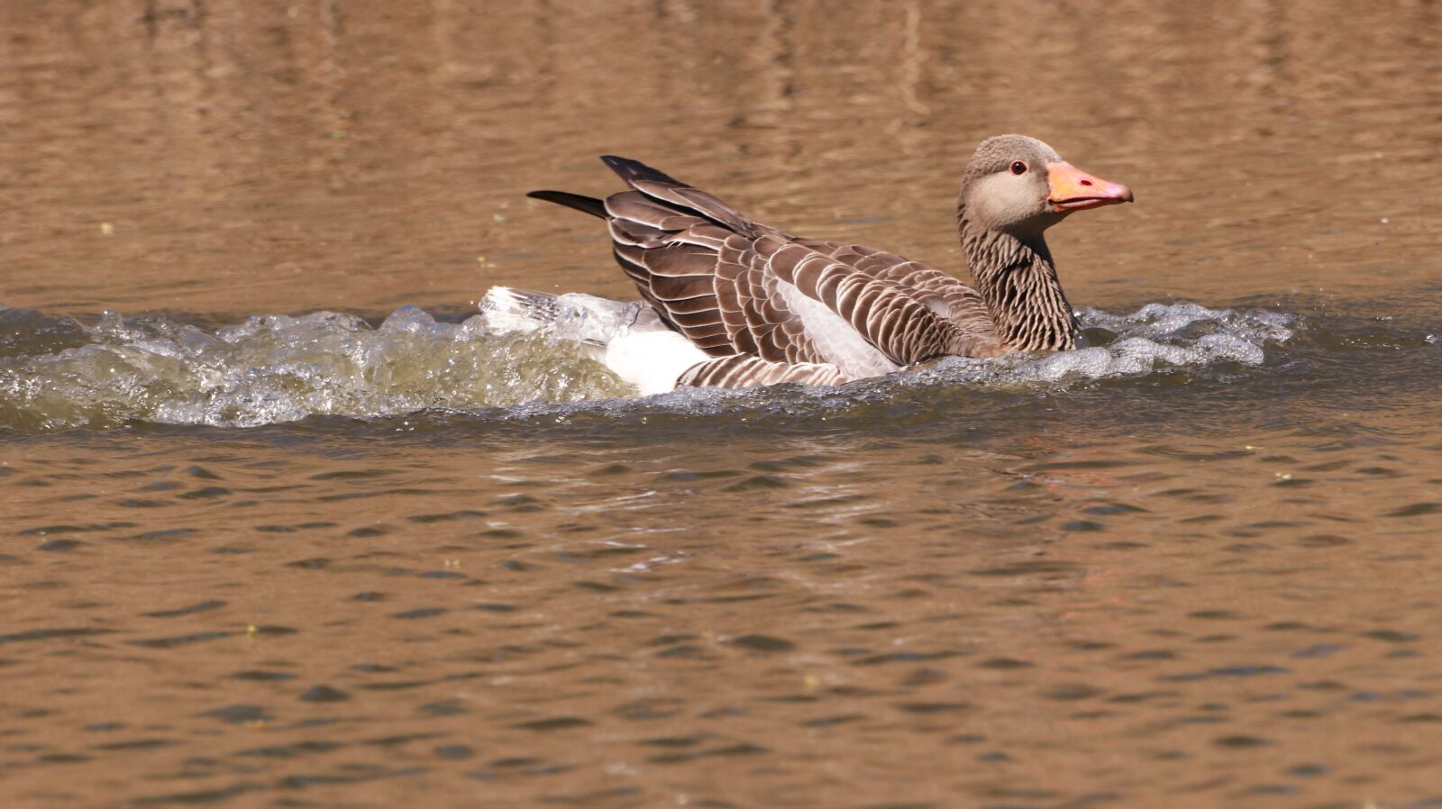 150-600mm F5-6.3 DG OS HSM | Contemporary 015 sample photo. Spring, nature, cute photography
