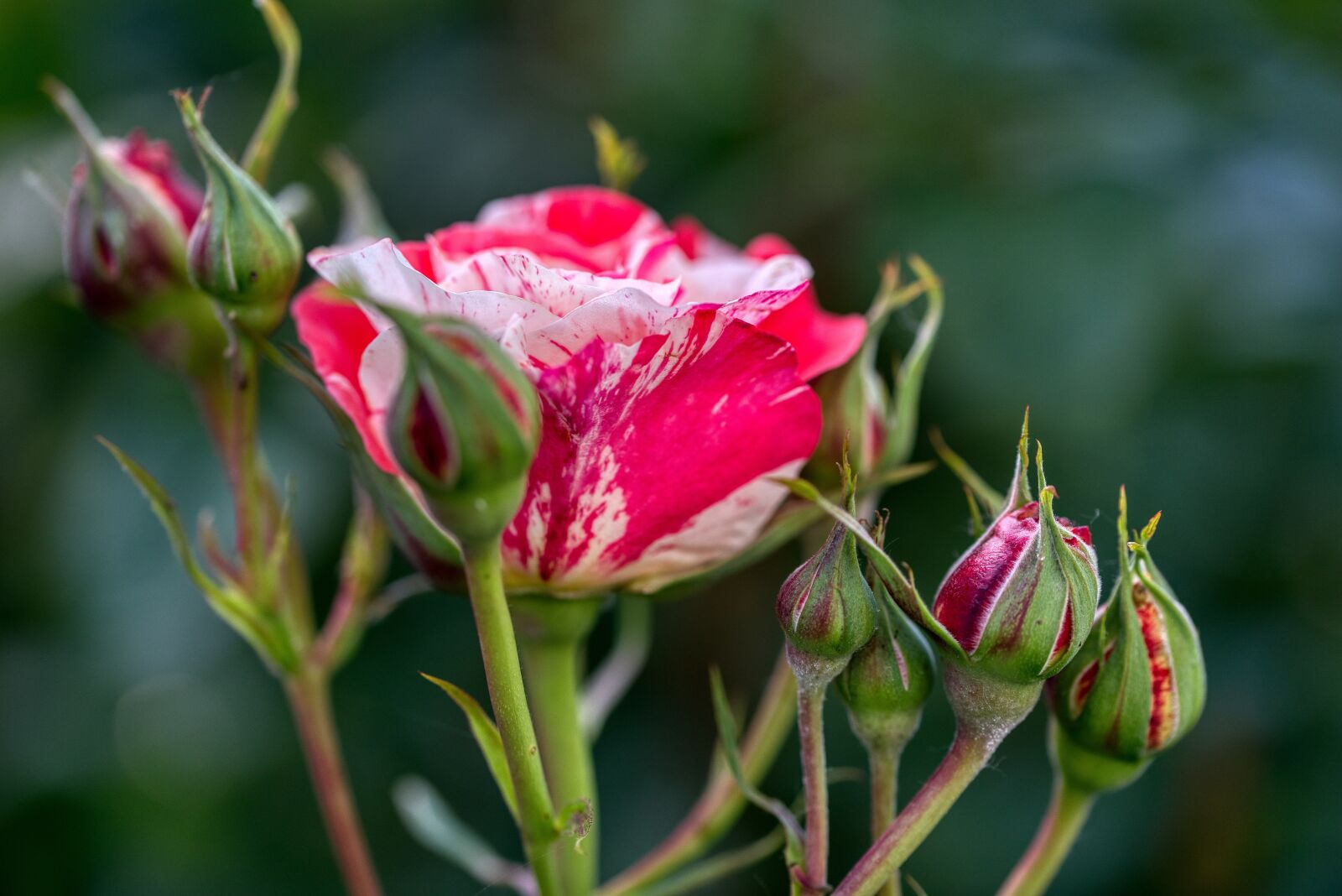 Nikon D750 sample photo. Rose, bi color, white photography