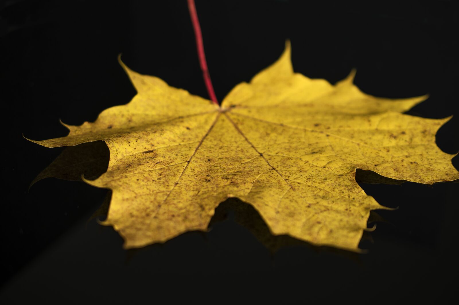 Nikon D5600 sample photo. Leaf, yellow, fall photography