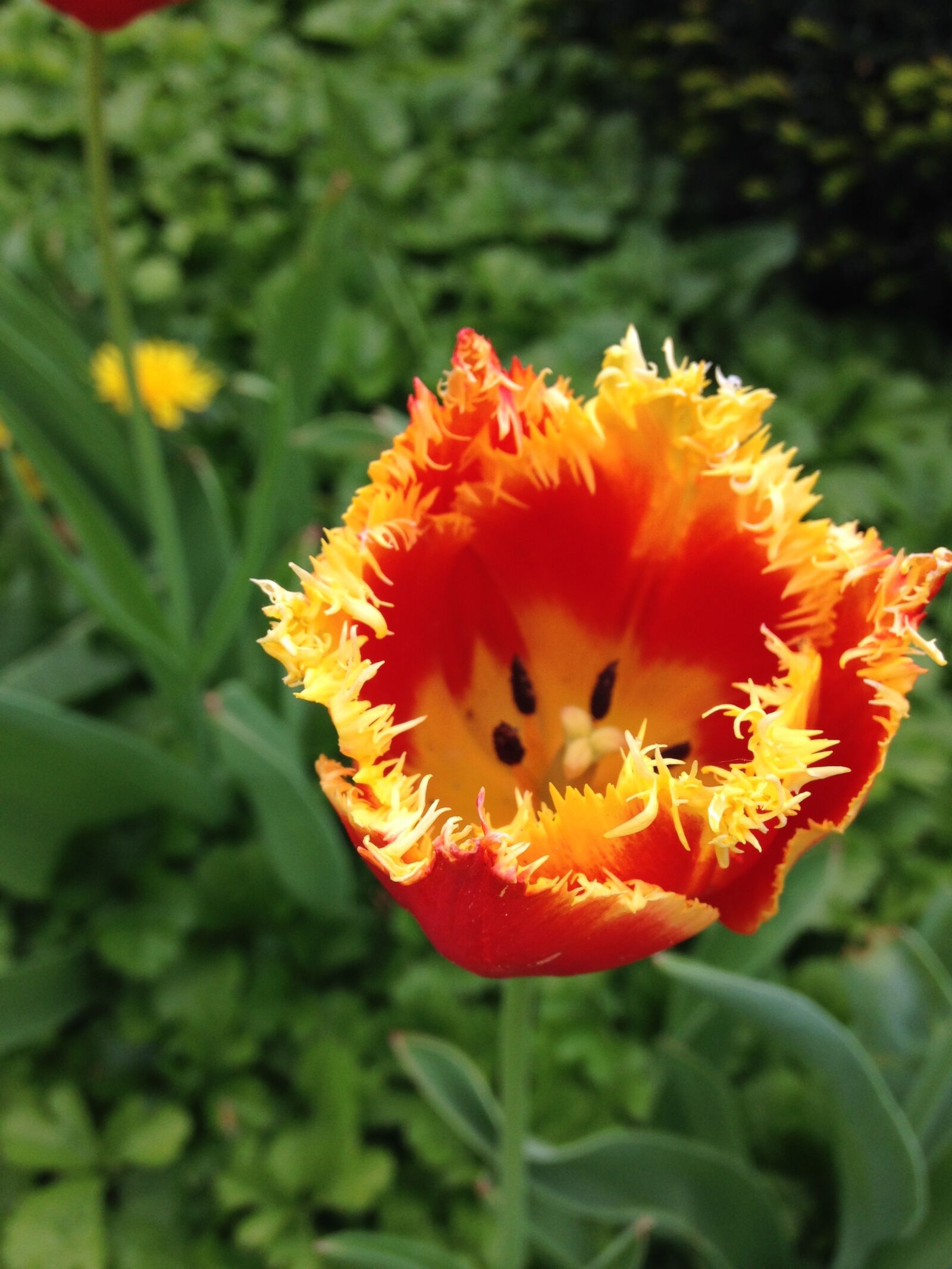 iPhone 5c back camera 4.12mm f/2.4 sample photo. Tulip, flower, blossom photography