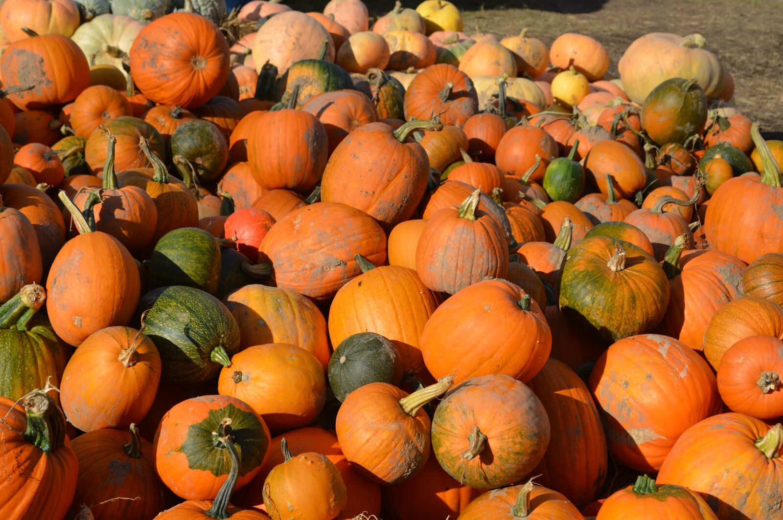 Nikon D3200 sample photo. Autumn, pumpkin, orange photography
