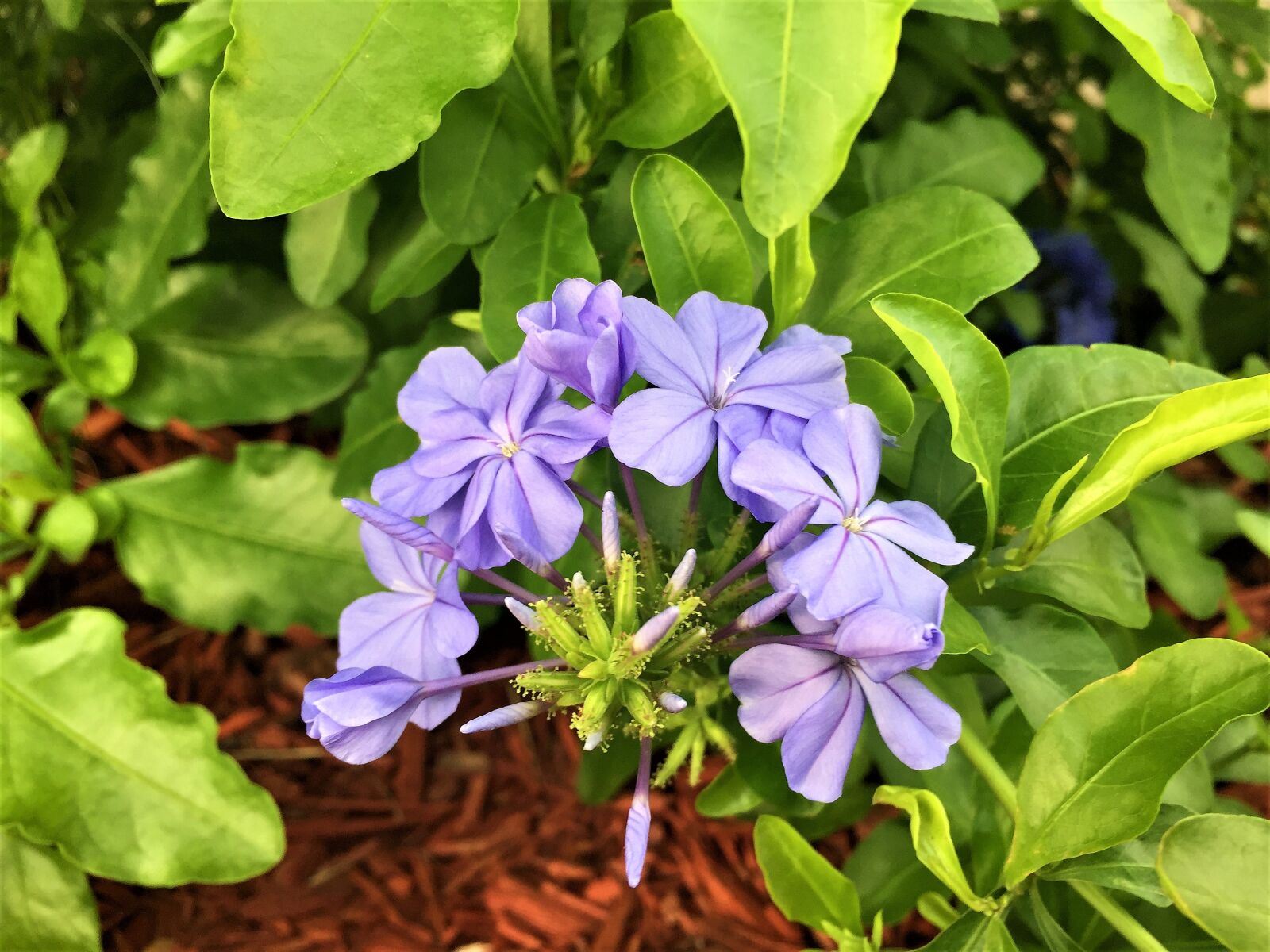 iPhone 6 Plus back camera 4.15mm f/2.2 sample photo. Flowers, blue, green photography
