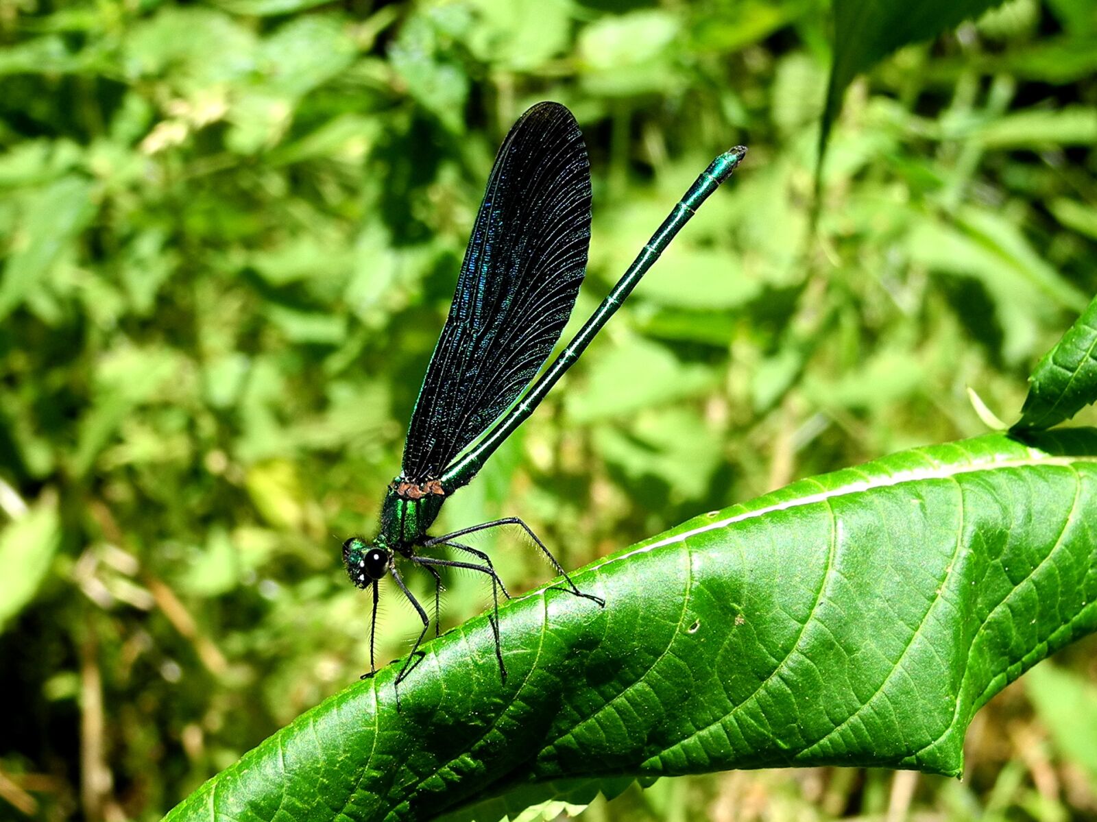 Nikon Coolpix P7000 sample photo. Dragonfly, punch, blue photography