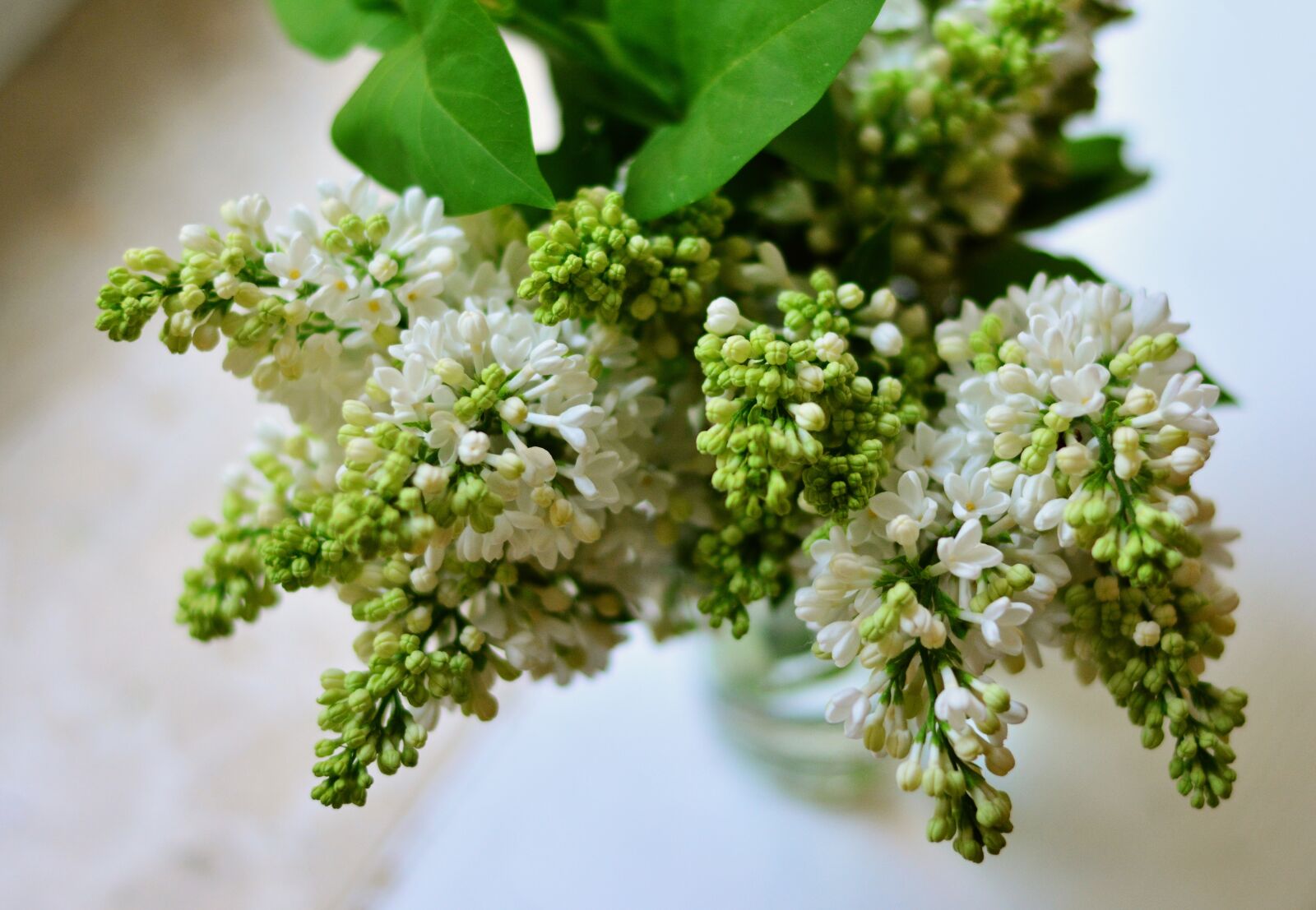 Nikon D5200 sample photo. Lilac, white lilac, spring photography
