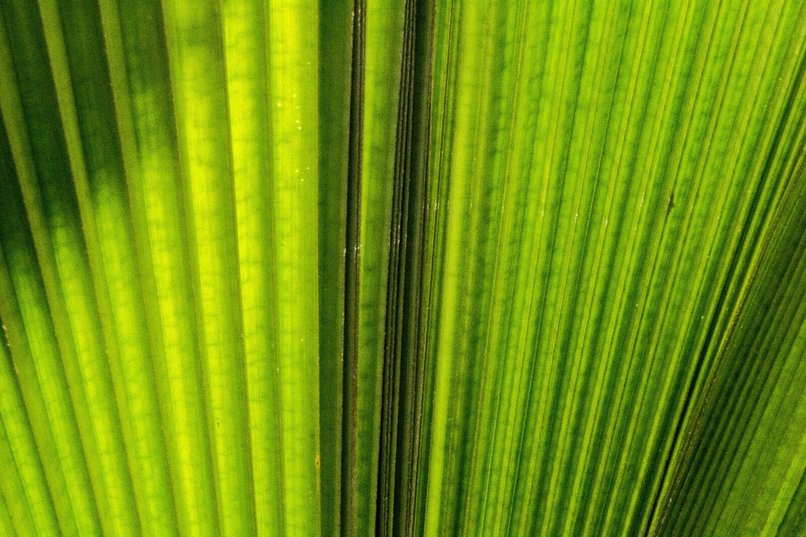 Canon EOS 700D (EOS Rebel T5i / EOS Kiss X7i) + Tamron 16-300mm F3.5-6.3 Di II VC PZD Macro sample photo. Palm leaf, tropical, leaf photography