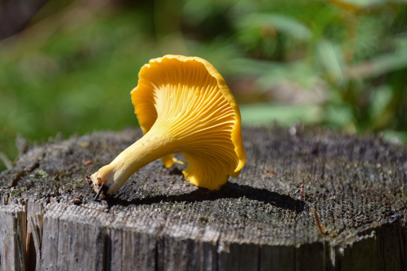 Nikon D3300 sample photo. Chanterelle, autumn, mushroom photography