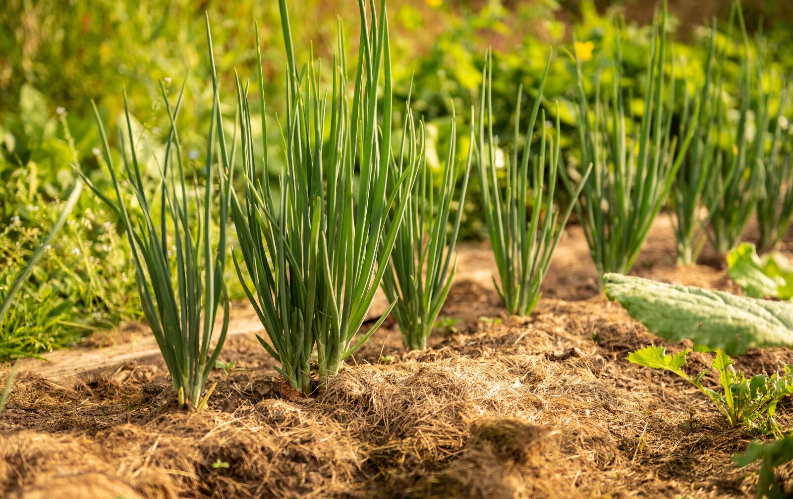 Nikon D750 sample photo. Garden, onion, kitchen onion photography