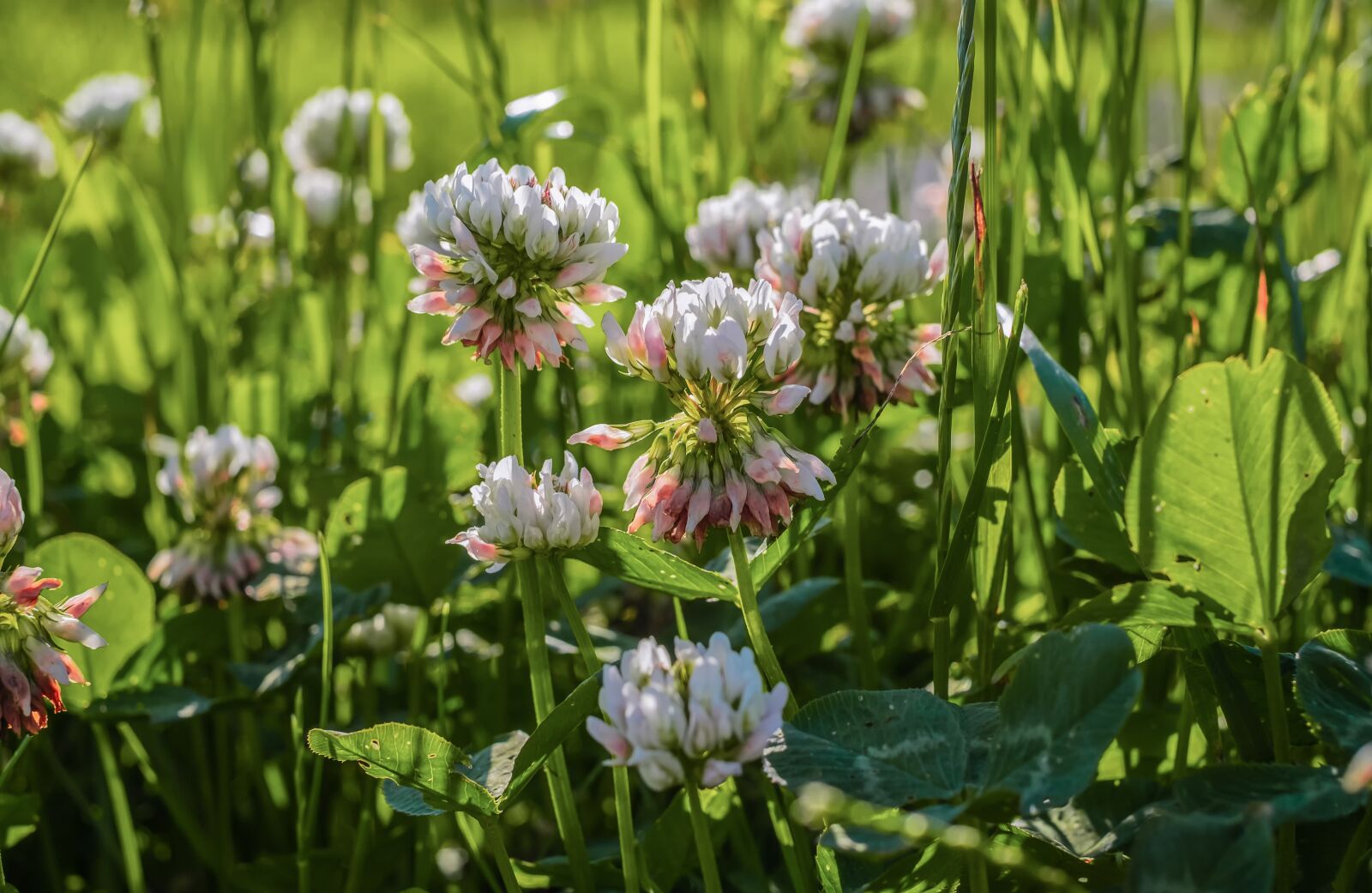 Fujifilm X-T10 + Fujifilm XF 35mm F1.4 R sample photo. Klee, blossom, bloom photography