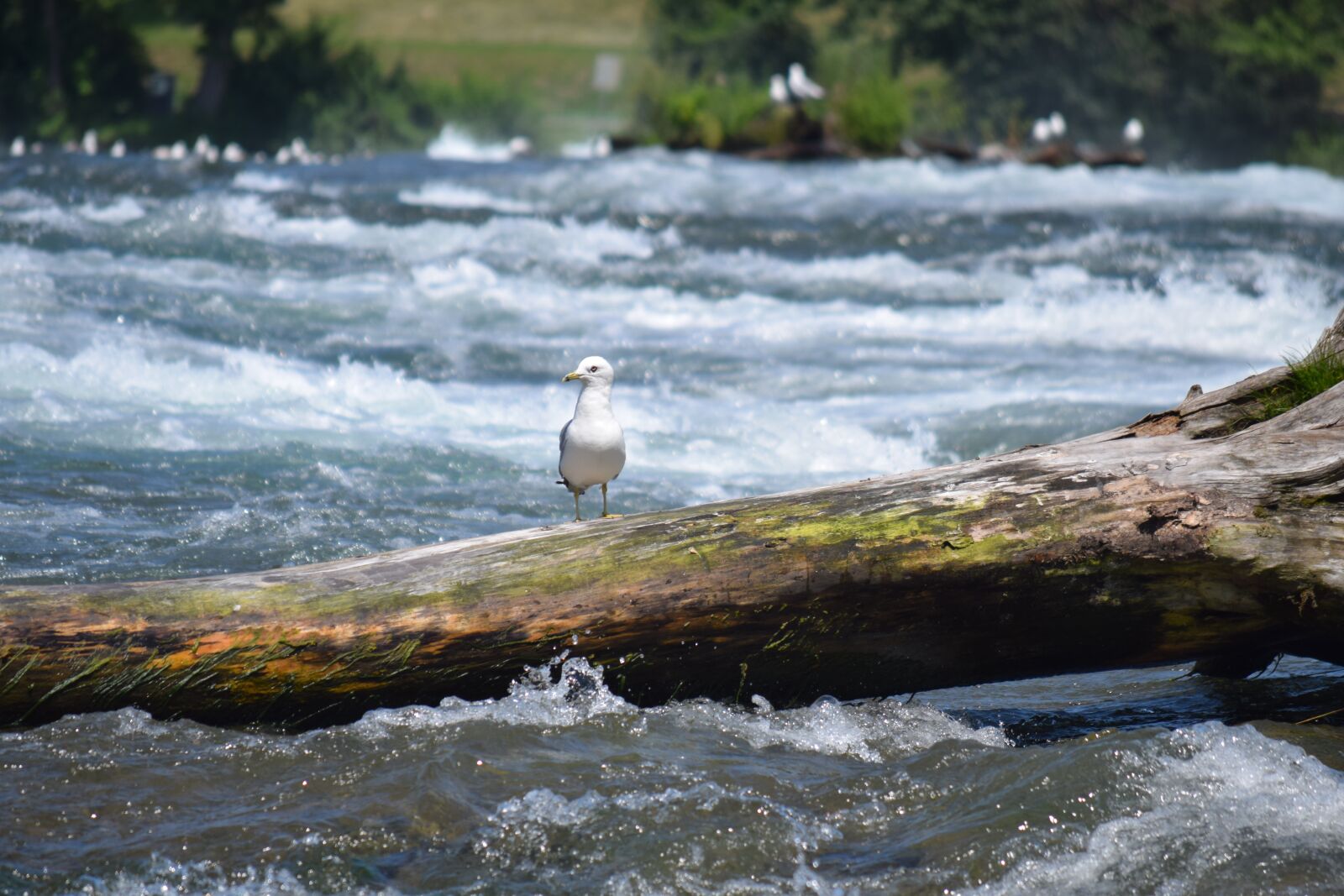 Nikon D3300 sample photo. River, bird, log photography