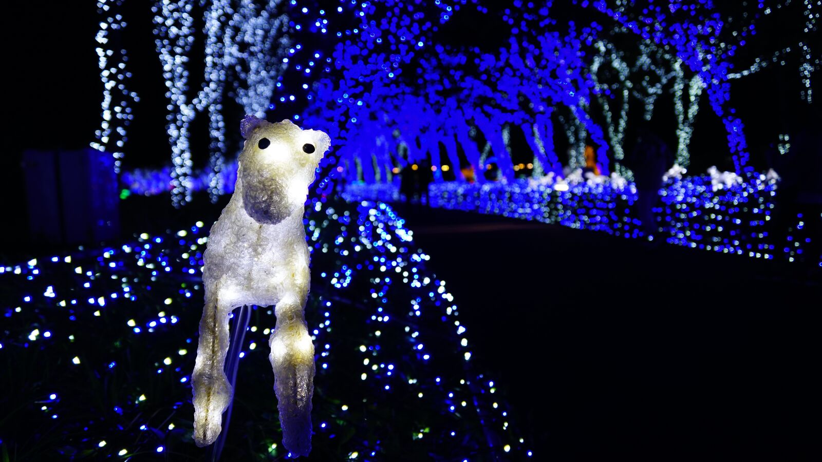 Sony ILCA-77M2 + Sony DT 16-50mm F2.8 SSM sample photo. Night view, light festival photography