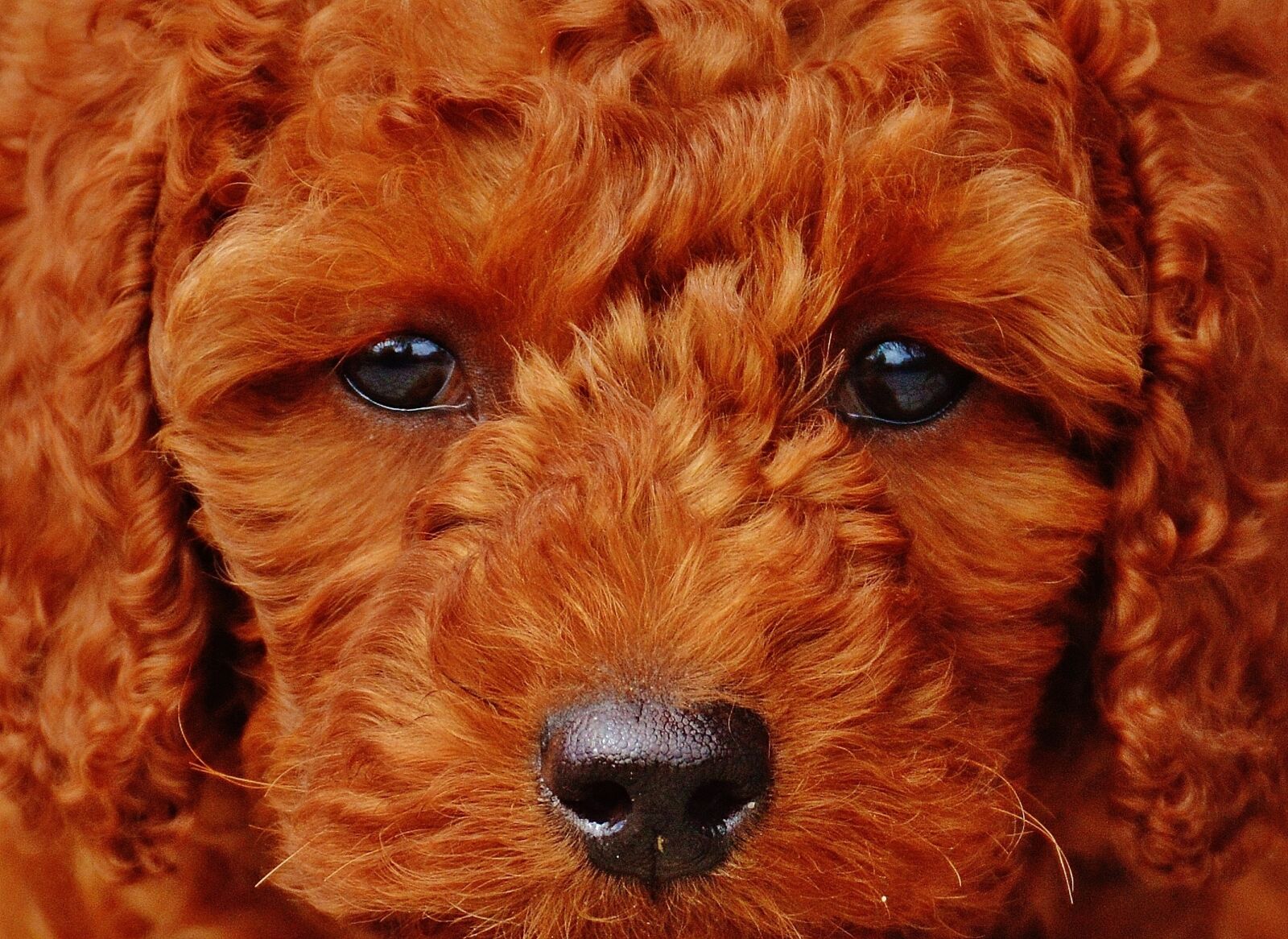 Nikon D3200 sample photo. Dog, poodle, young animal photography