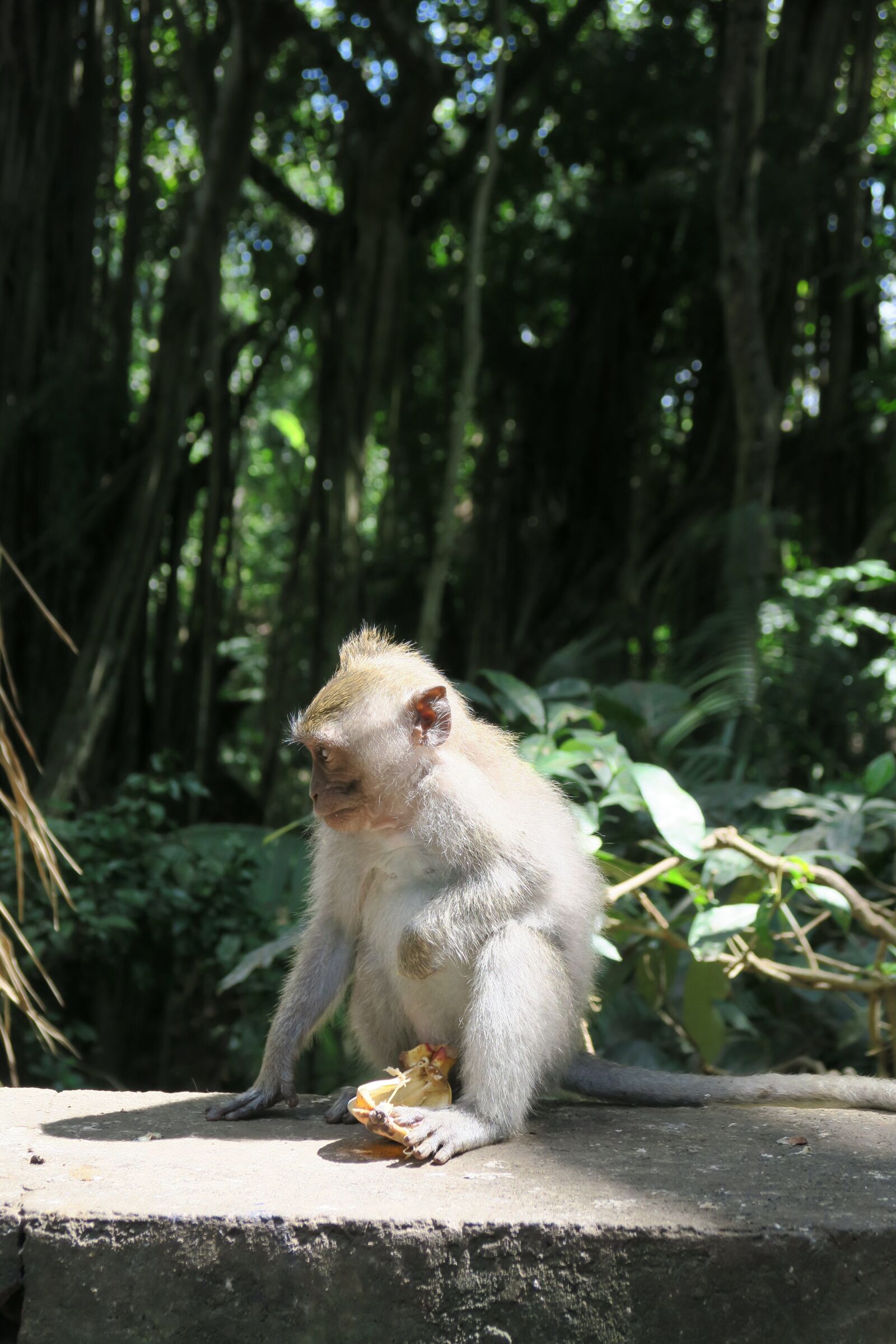 Canon PowerShot G7 X sample photo. Monkey, nature, animal photography