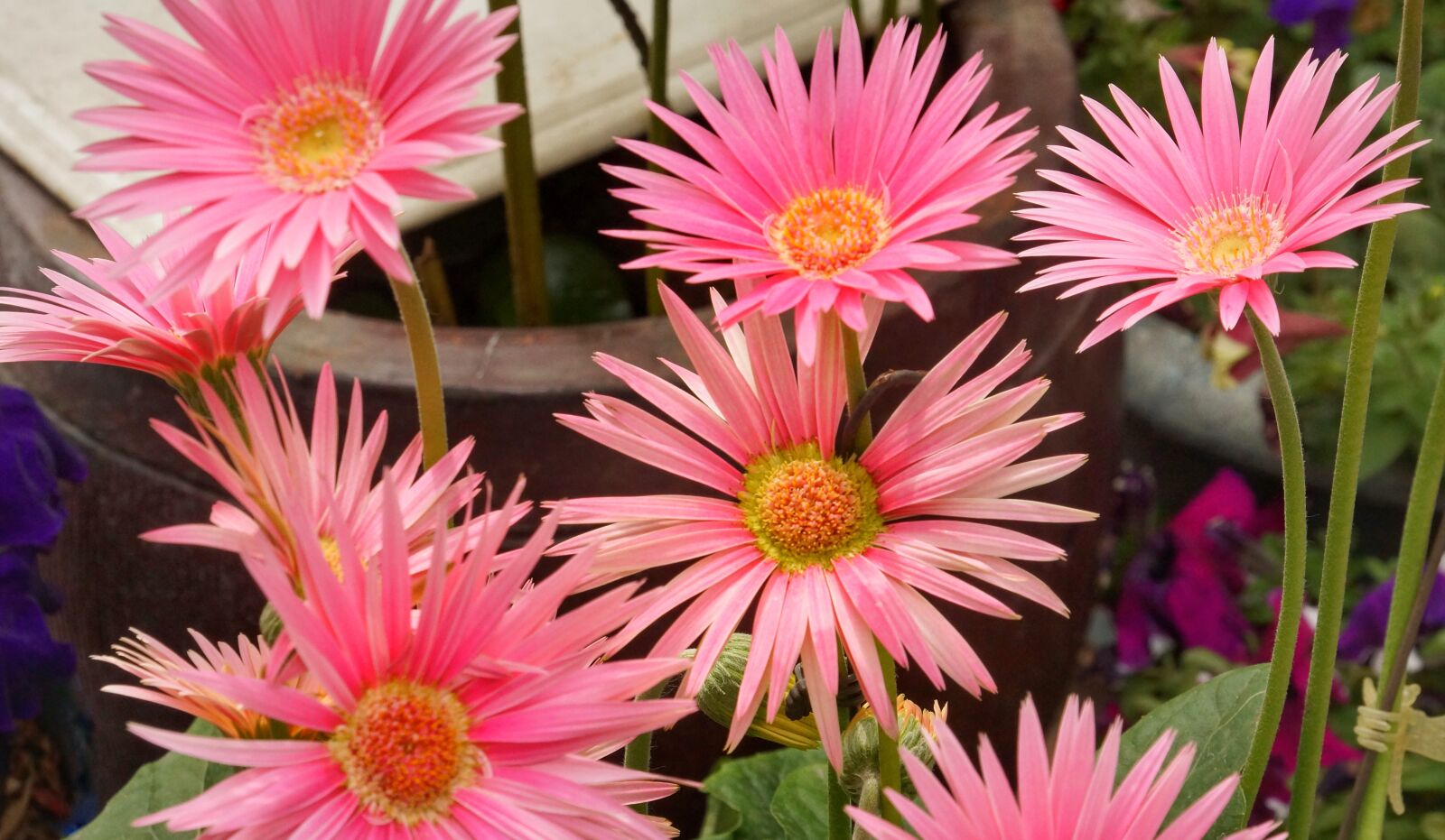 Sony E 18-200mm F3.5-6.3 OSS sample photo. Pink, daisy, flora photography