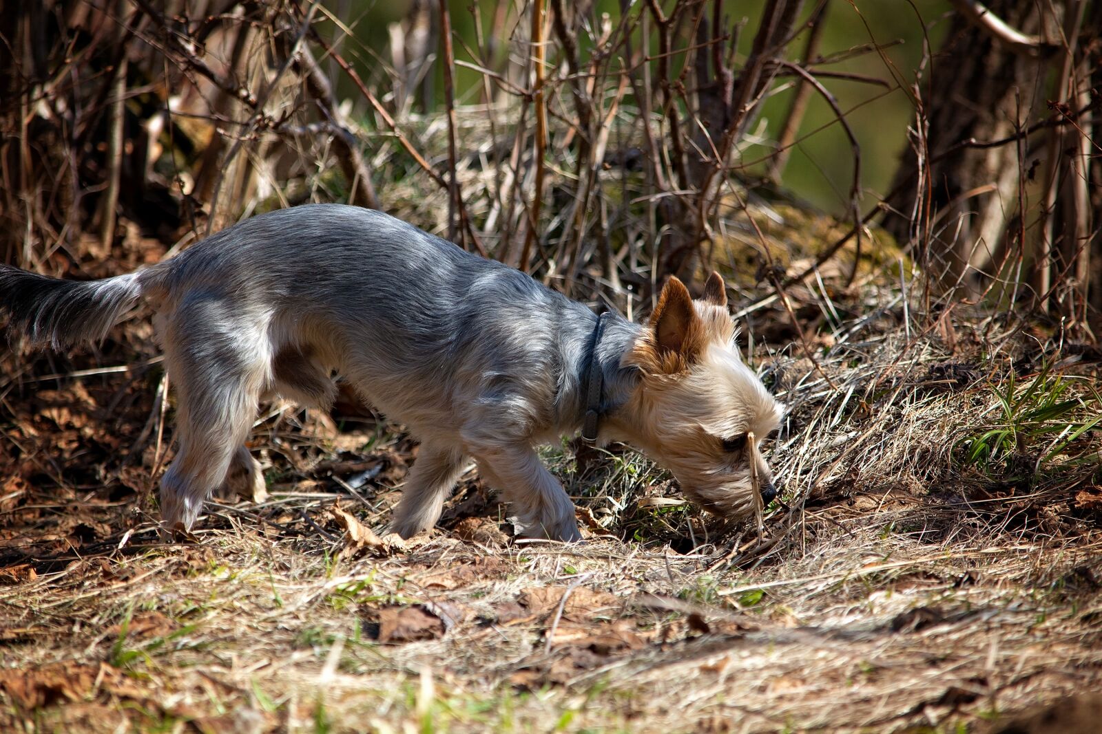 Nikon D7100 sample photo. Dog, out, spring photography