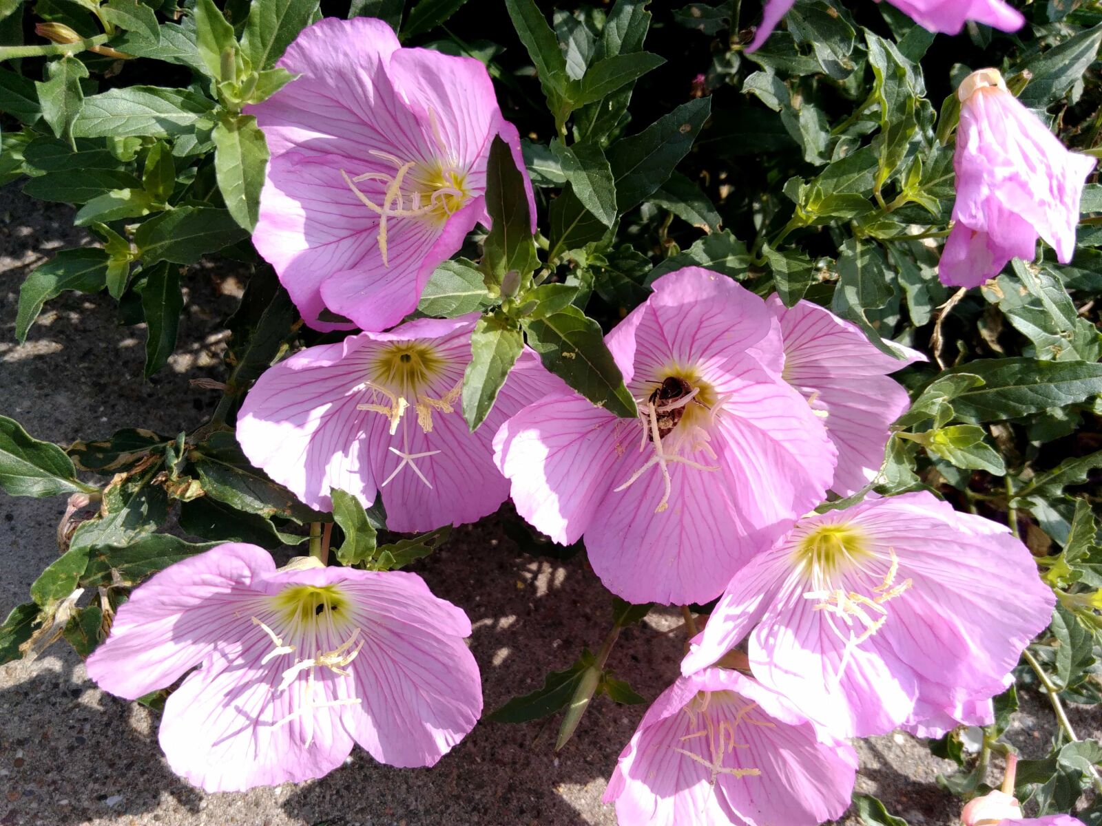 Lenovo S60-A sample photo. Petunia, garden, daylight, sunshine photography