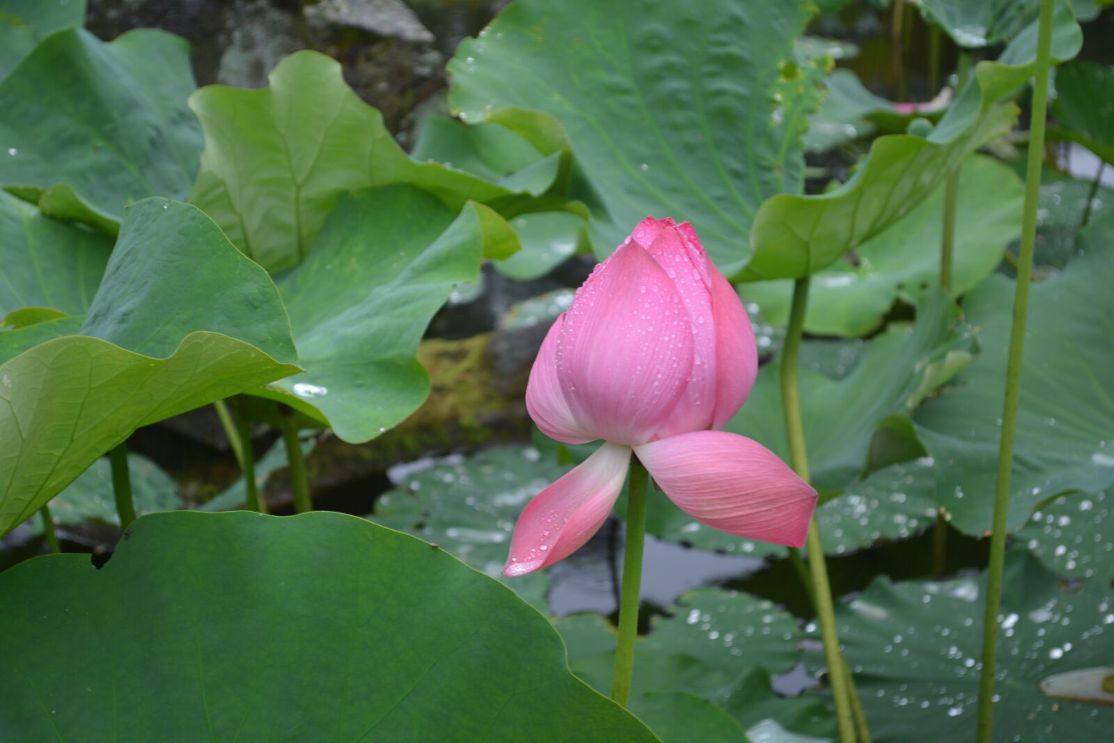 Nikon D5200 sample photo. Flower, plant, lotus photography