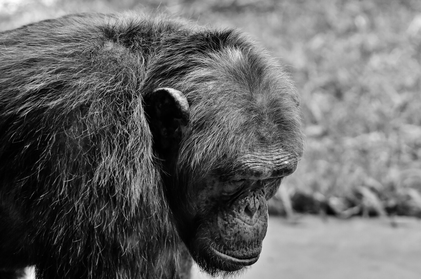 Nikon D7200 sample photo. Chimpanzee, monkey, animal world photography