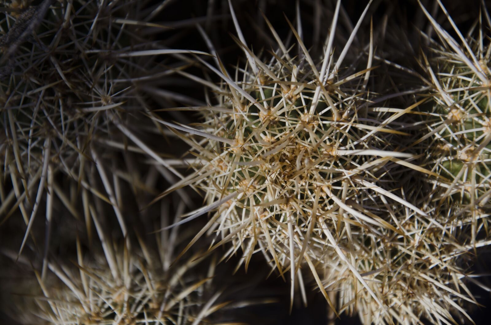 Nikon D7000 sample photo. Cactus, spikes, nature photography