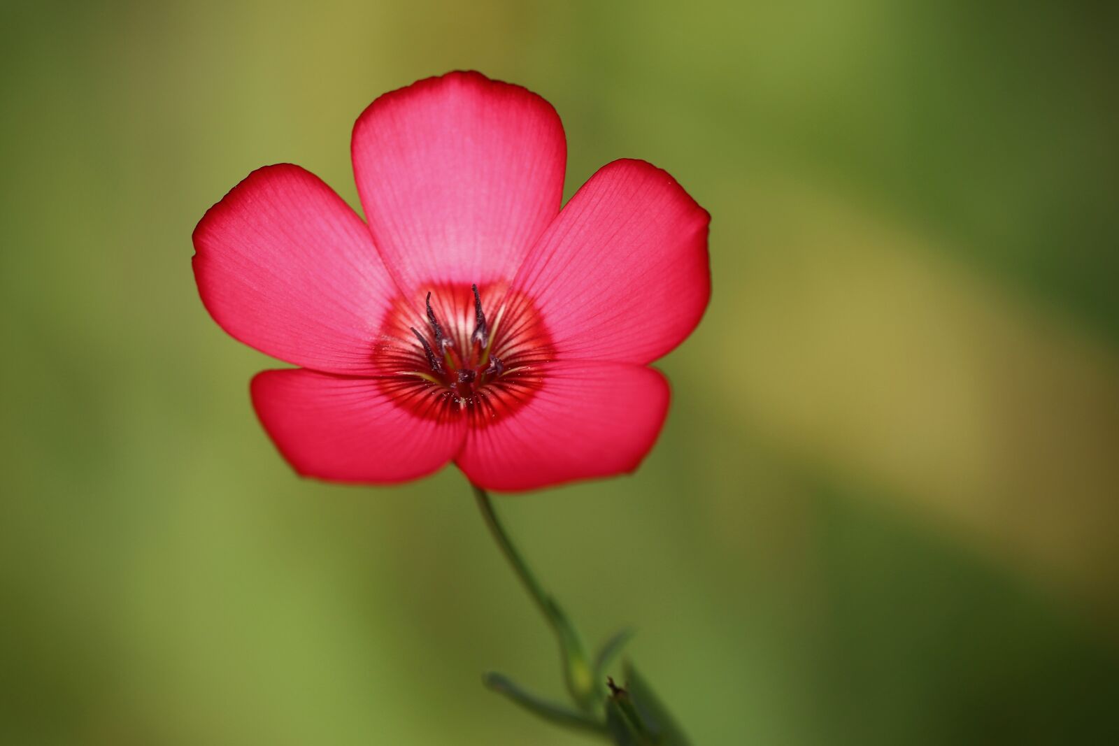 Canon EOS 800D (EOS Rebel T7i / EOS Kiss X9i) sample photo. Red lein, large-flowered flax photography