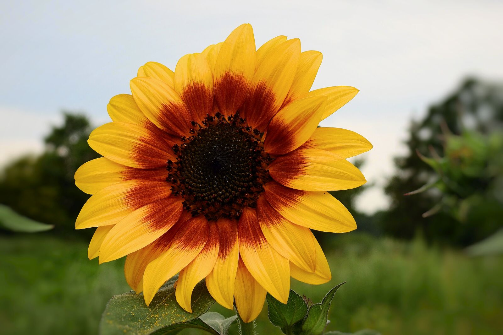 Nikon Coolpix P900 sample photo. Sunflowers, flowers, summer photography