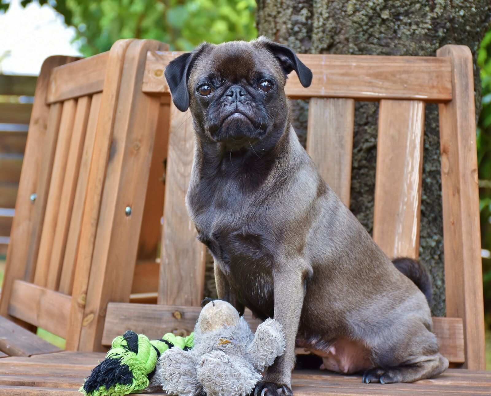 Nikon D7200 sample photo. Pug, dog, purebred dog photography