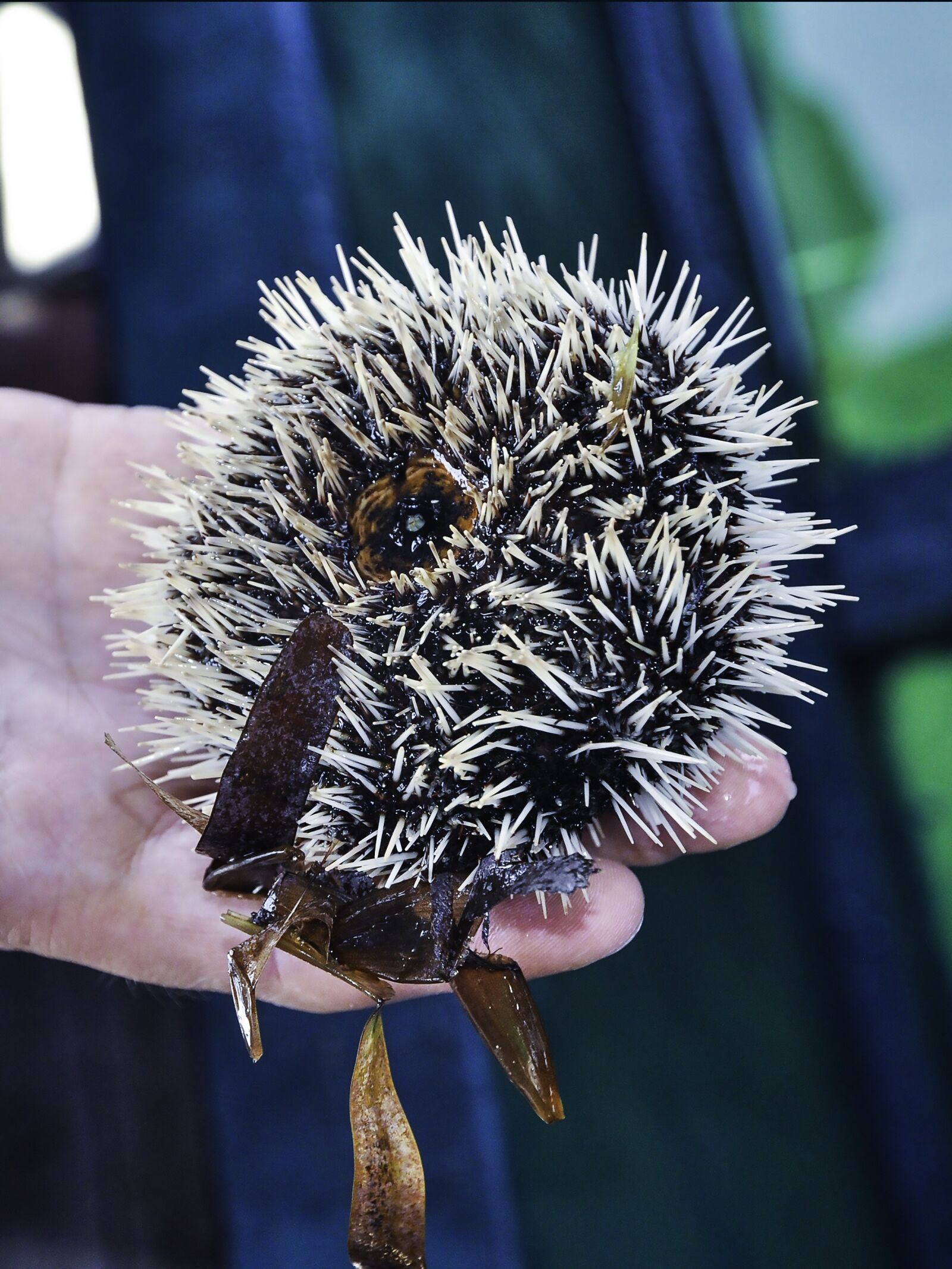 Nikon D90 sample photo. Starfish, marine animals, ocean photography