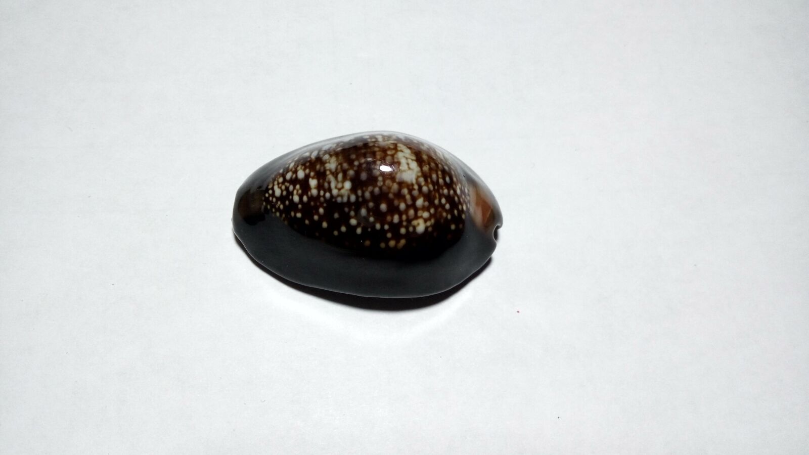 Xiaomi HM Note 2 sample photo. Cypraea, stability, caputserpentis photography