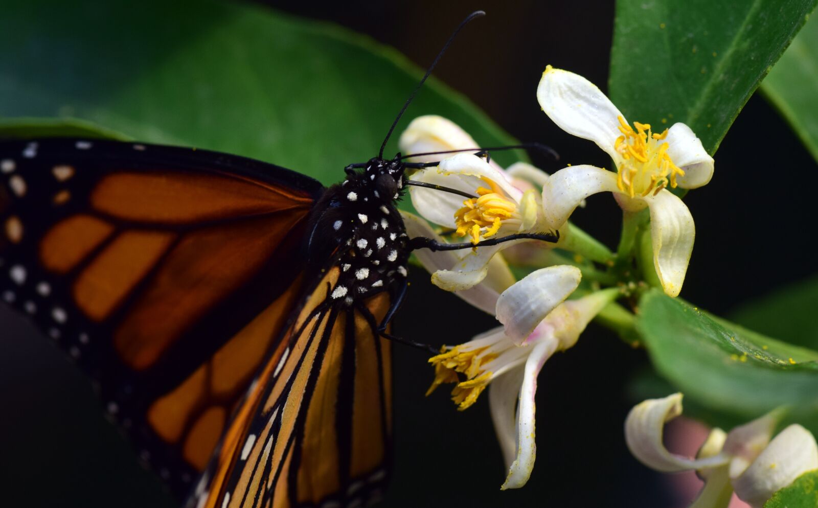 Nikon D3300 sample photo. Monarch, wing, food photography