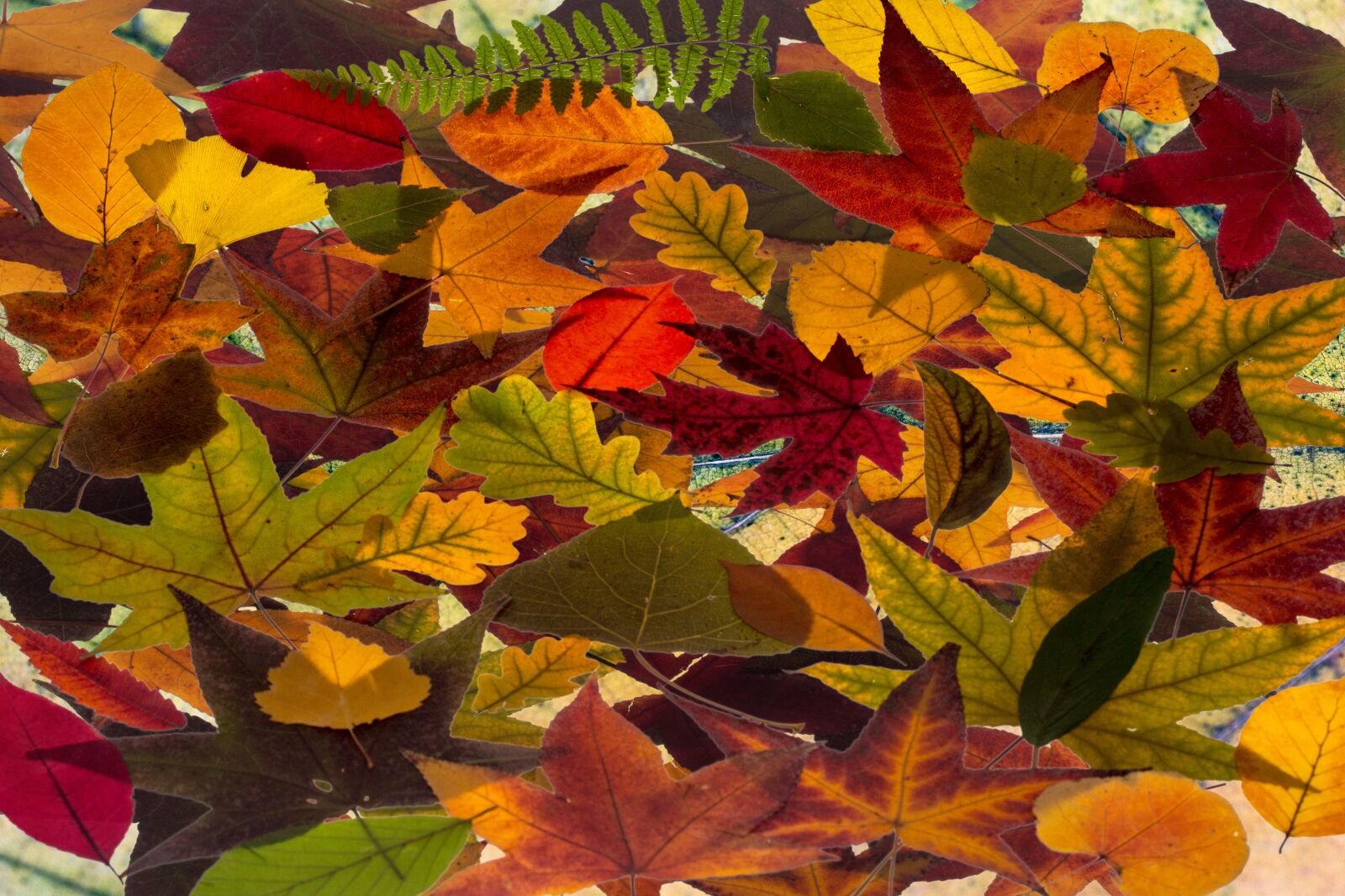 Canon EF-S 60mm F2.8 Macro USM sample photo. Leaves, colorful, fall color photography