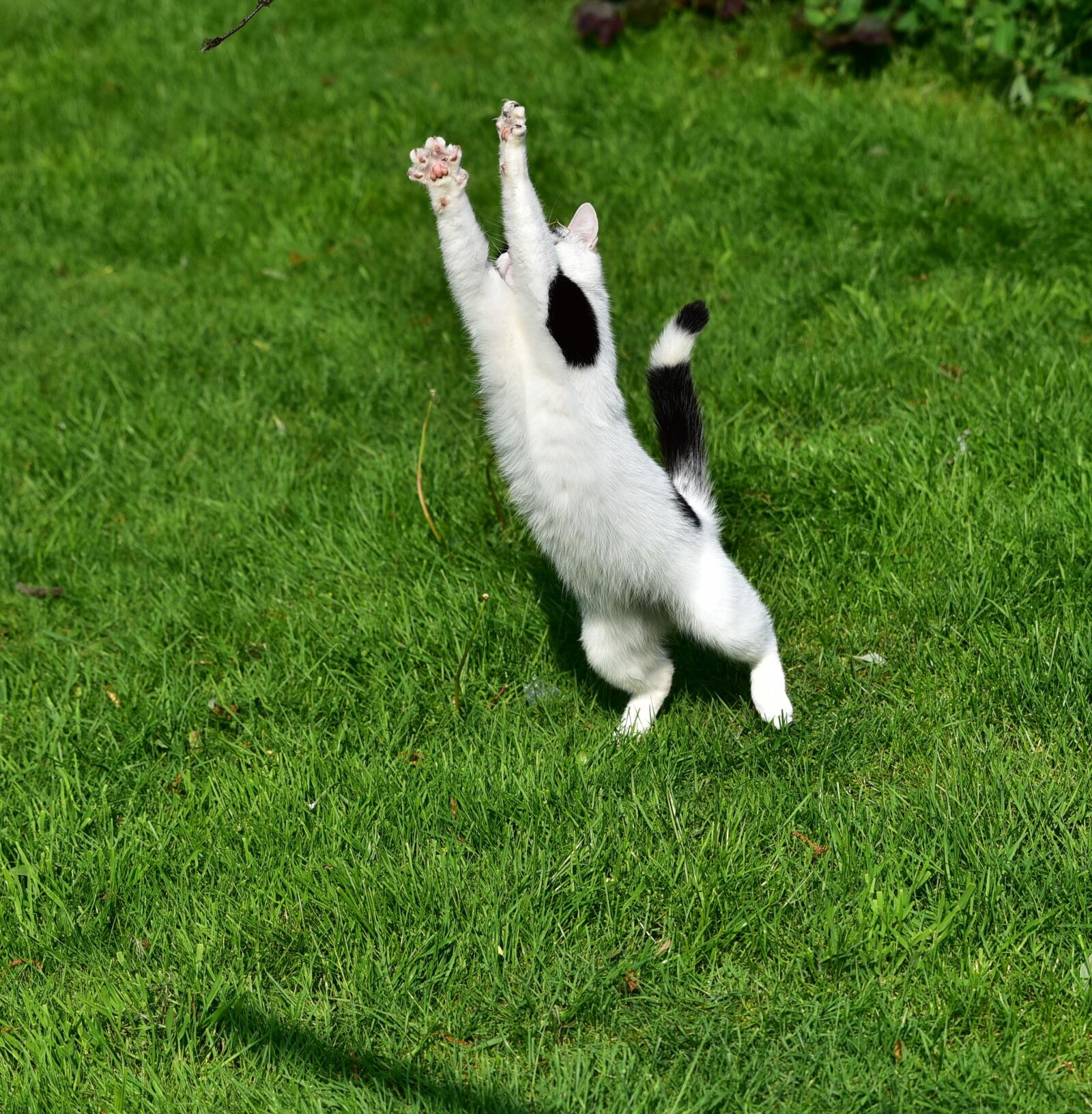 Nikon D750 sample photo. Cat, playful, pet photography