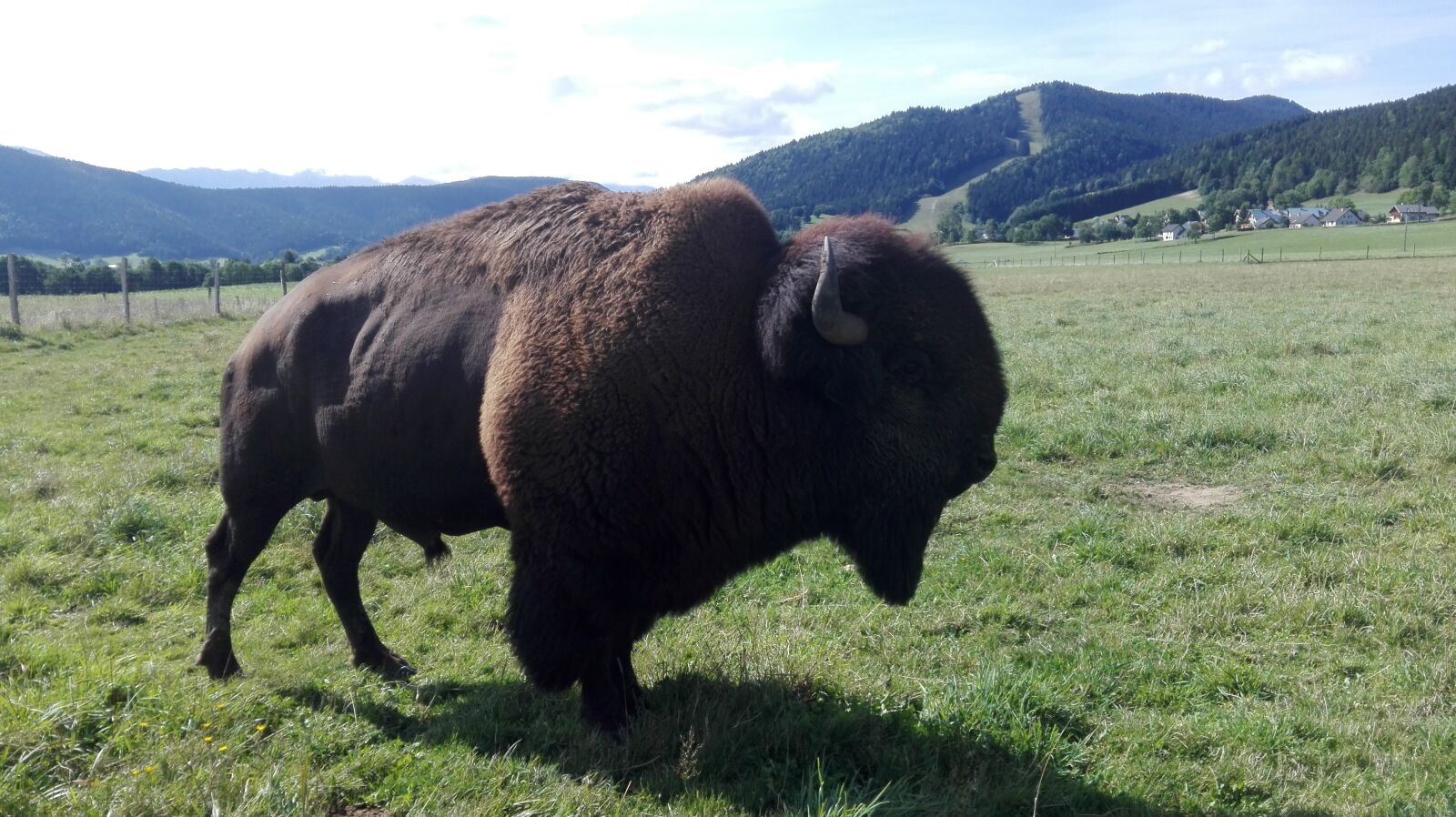 HUAWEI P8 Lite sample photo. Bison, vercors, autrans photography