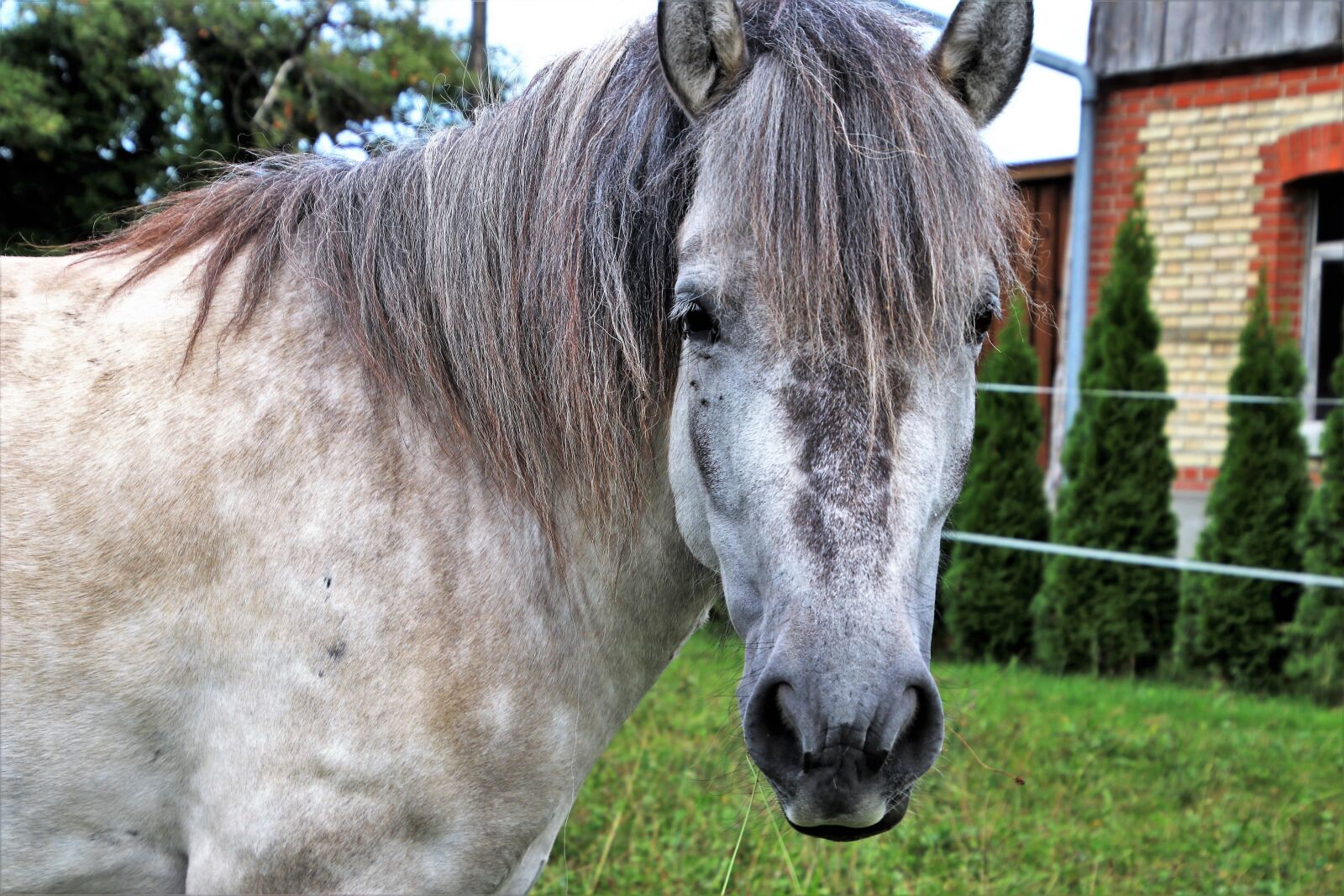 Canon EOS 80D sample photo. Look, the mane, the photography