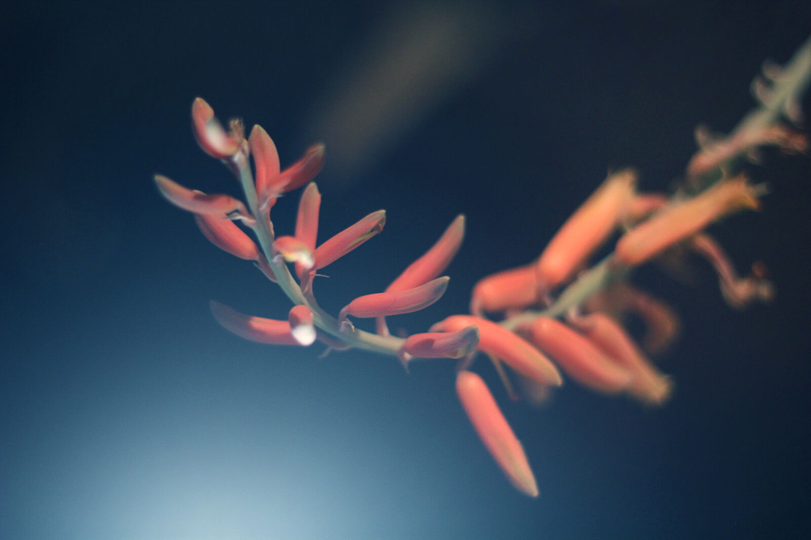 Canon EOS 550D (EOS Rebel T2i / EOS Kiss X4) sample photo. Aloe, flowers, nature, night photography