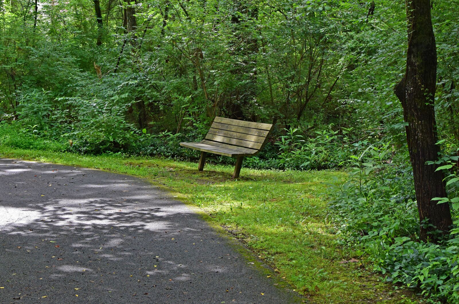 Nikon D3300 sample photo. Bench on green-way path photography