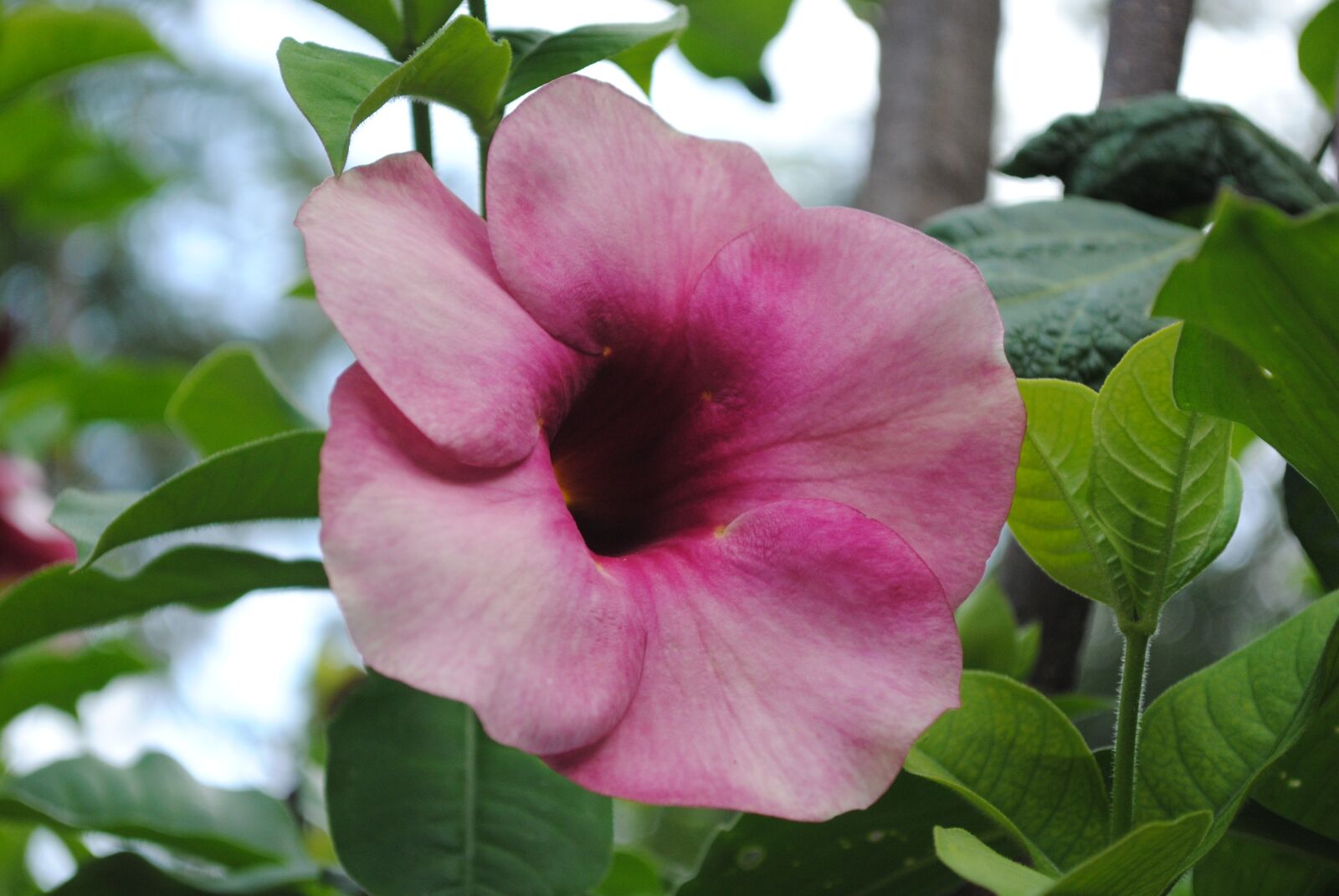 Nikon D3000 sample photo. Purple flower regional, flowers photography