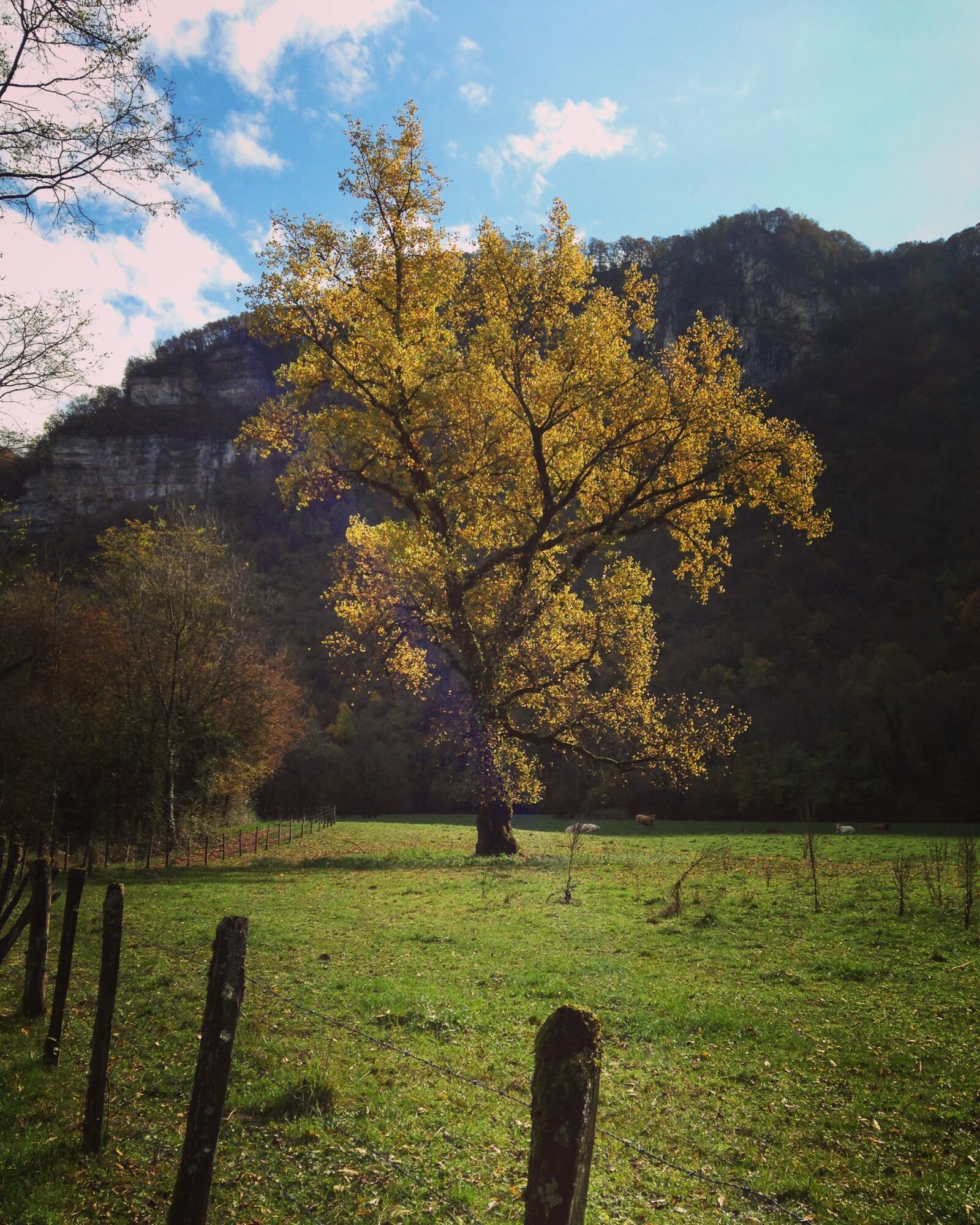 iPhone 5c back camera 4.12mm f/2.4 sample photo. Landscape, tree, fields photography