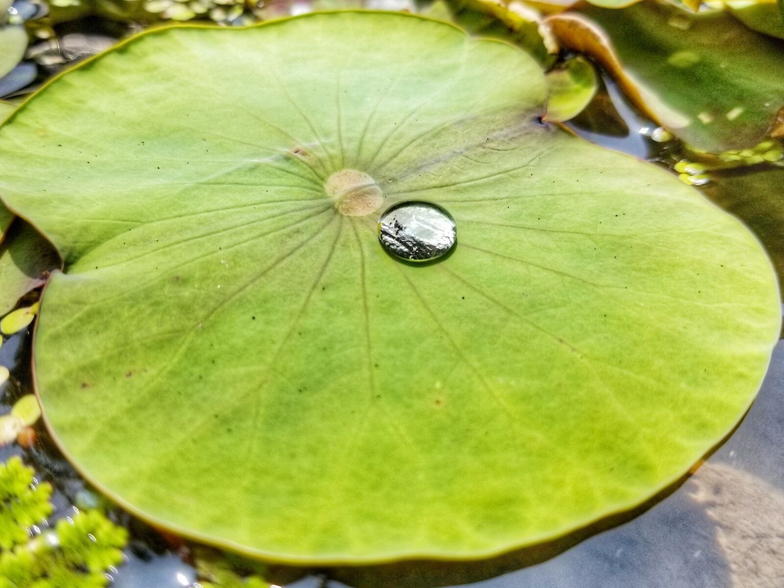 Samsung Galaxy S8 sample photo. Water drops, the lotus photography