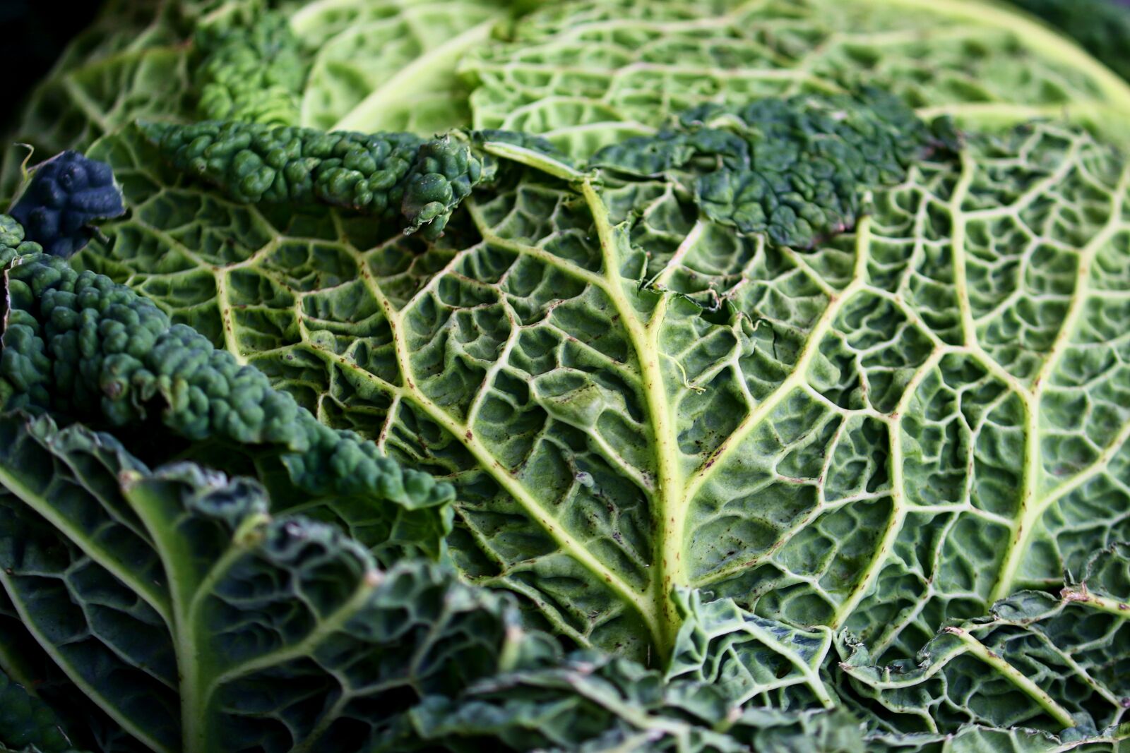 Canon EOS 200D (EOS Rebel SL2 / EOS Kiss X9) sample photo. Savoy, kohl, vegetables photography