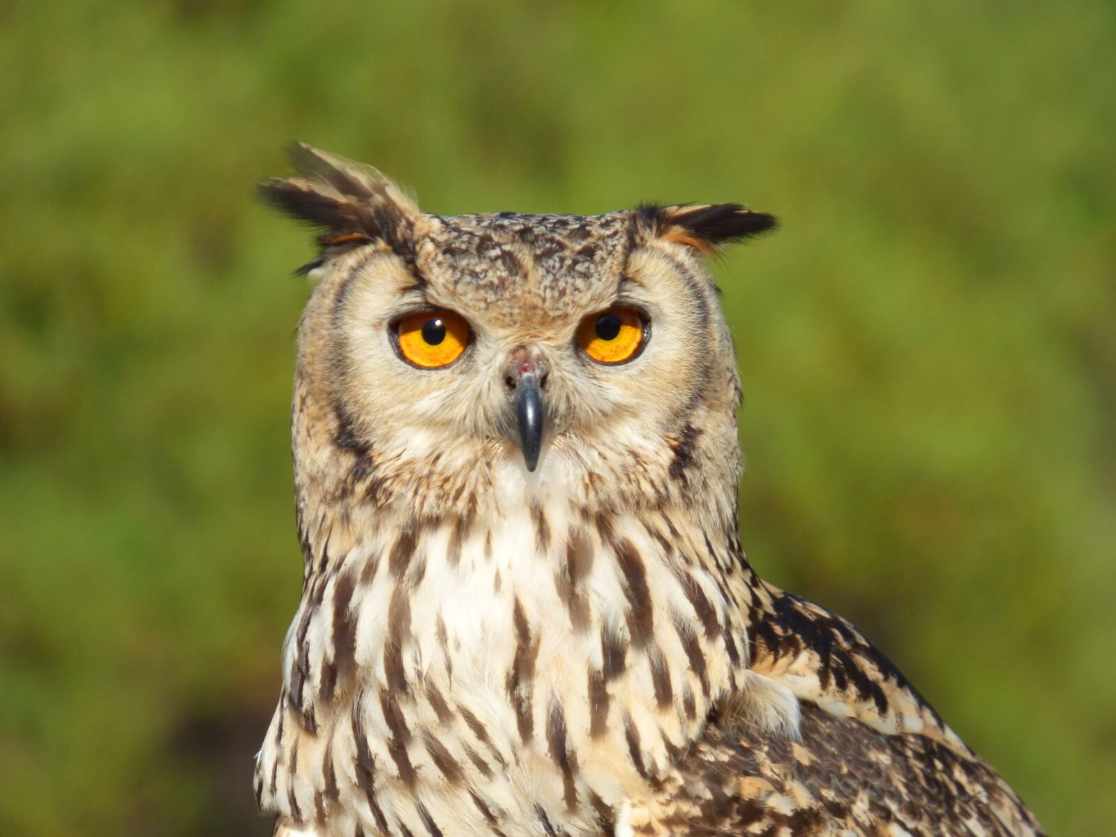 Panasonic DMC-FZ72 sample photo. Owl, bird, animal photography