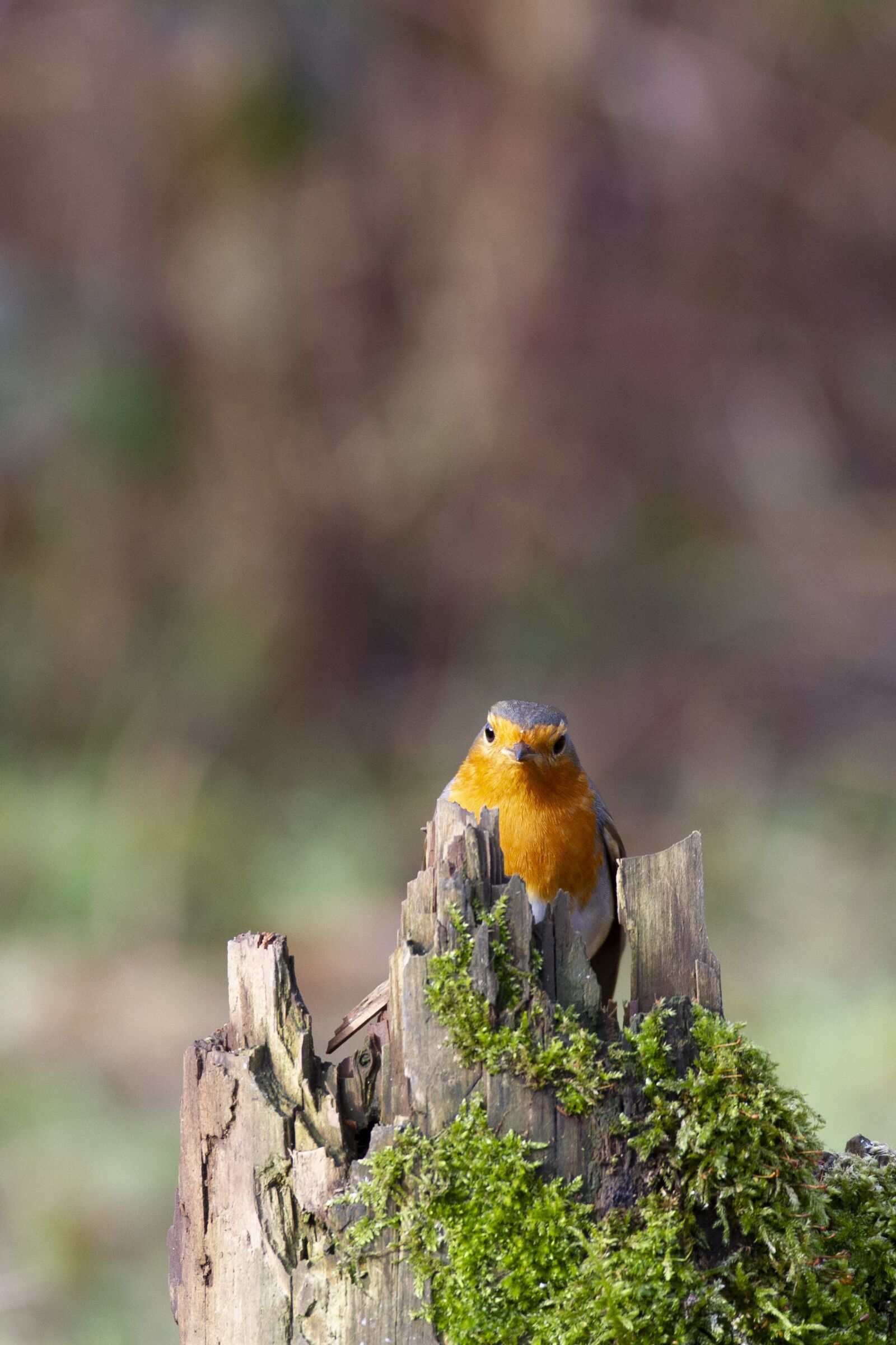 Canon EOS 7D sample photo. Tit, k kcinege, coal photography