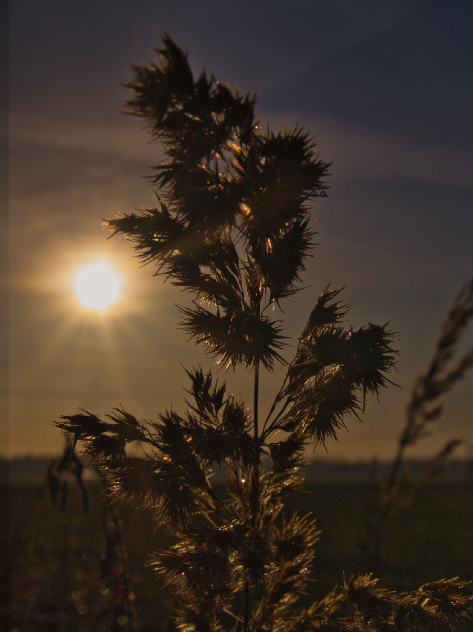 Canon EOS 70D sample photo. Sun, backlighting, sunset photography