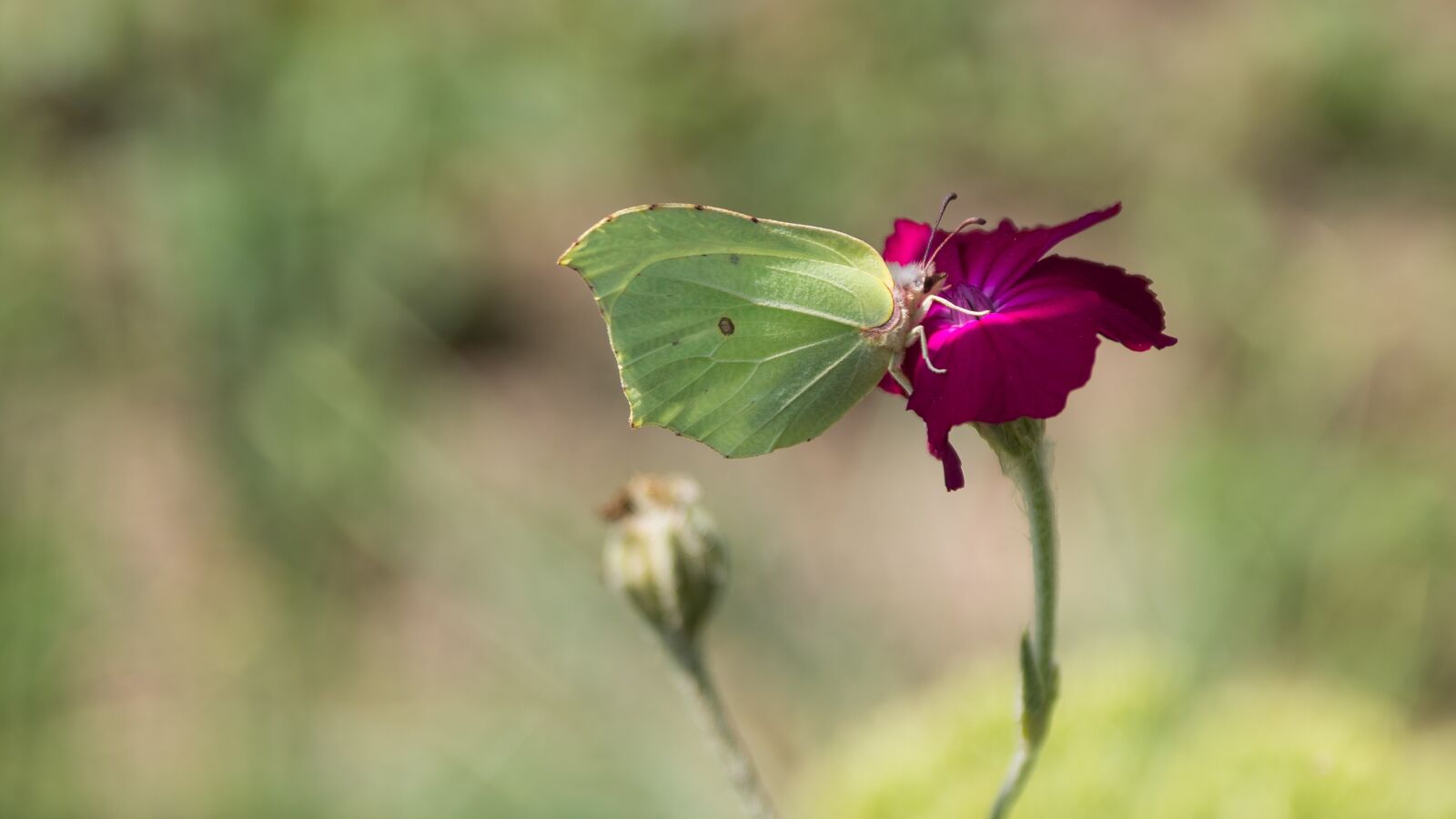 Sigma 17-50mm F2.8 EX DC HSM sample photo. Nature, flower, at the photography