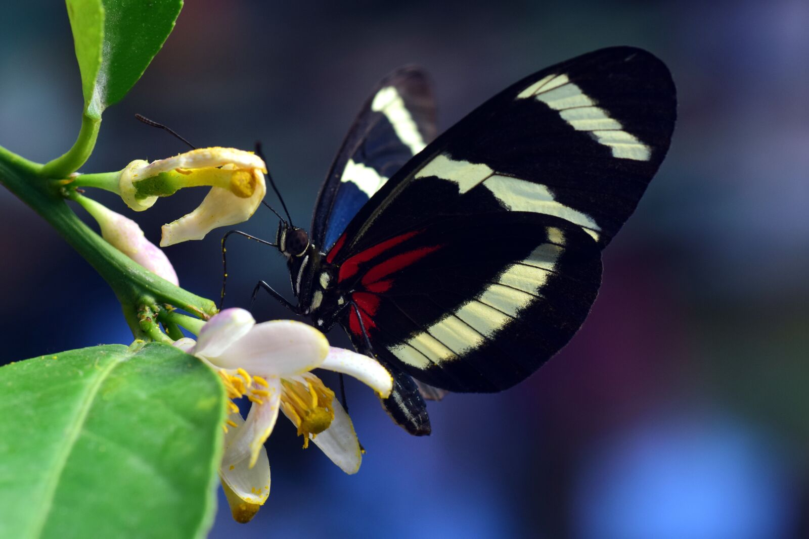 Nikon D3300 sample photo. Philaethria dido, butterfly, exotic photography
