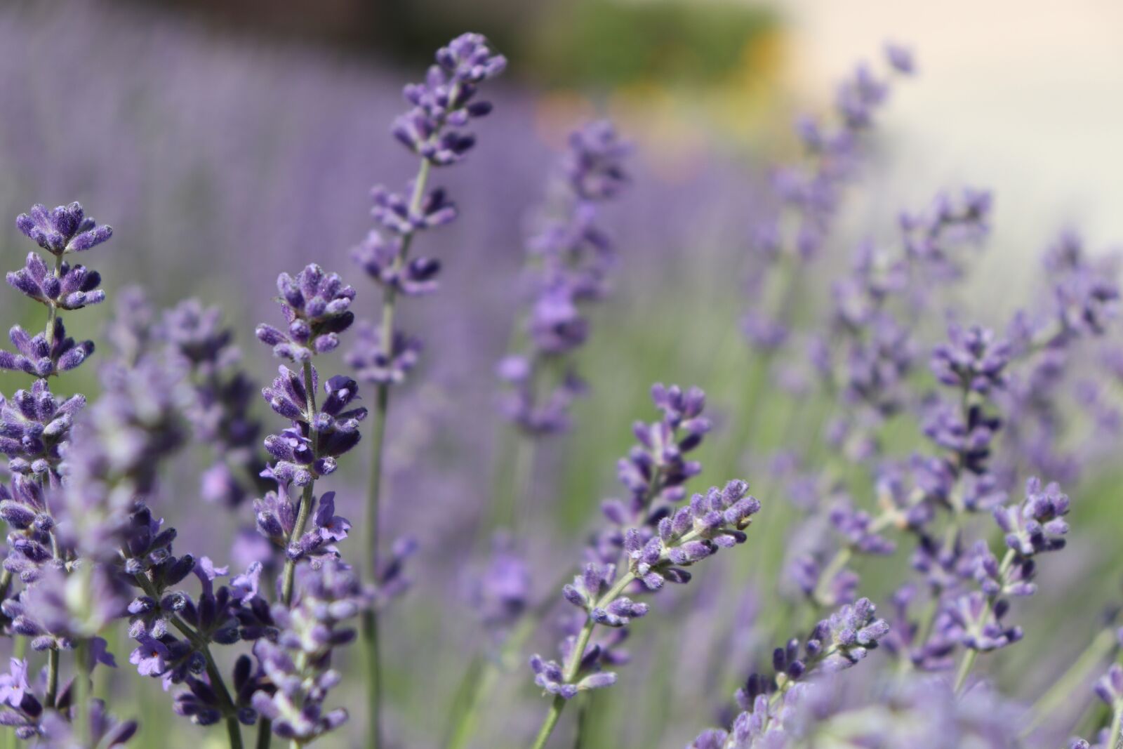 Canon EOS 77D (EOS 9000D / EOS 770D) sample photo. Lavender, flowers, purple photography
