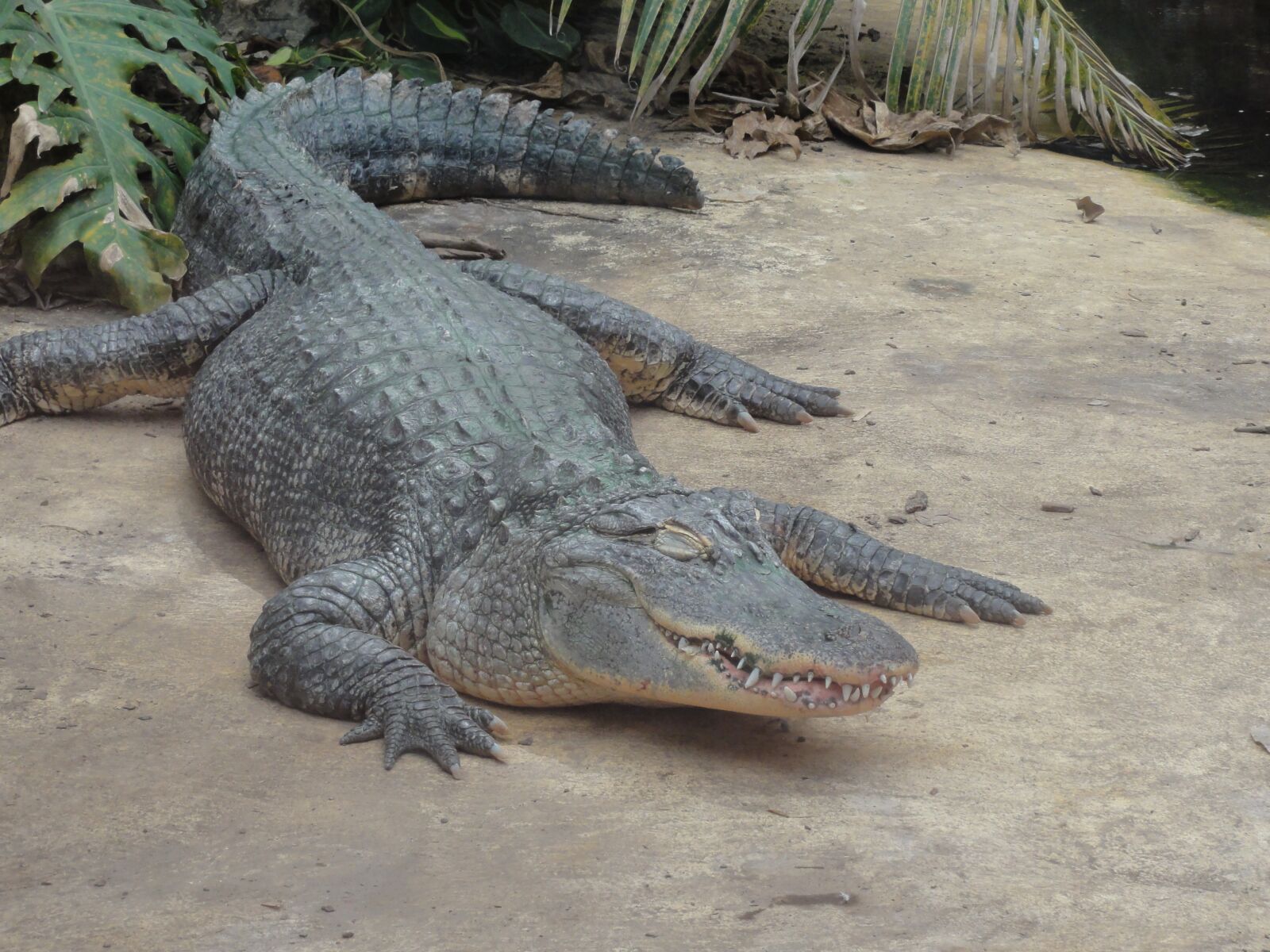 Sony DSC-HX5V sample photo. Alligator, reptile, animals photography