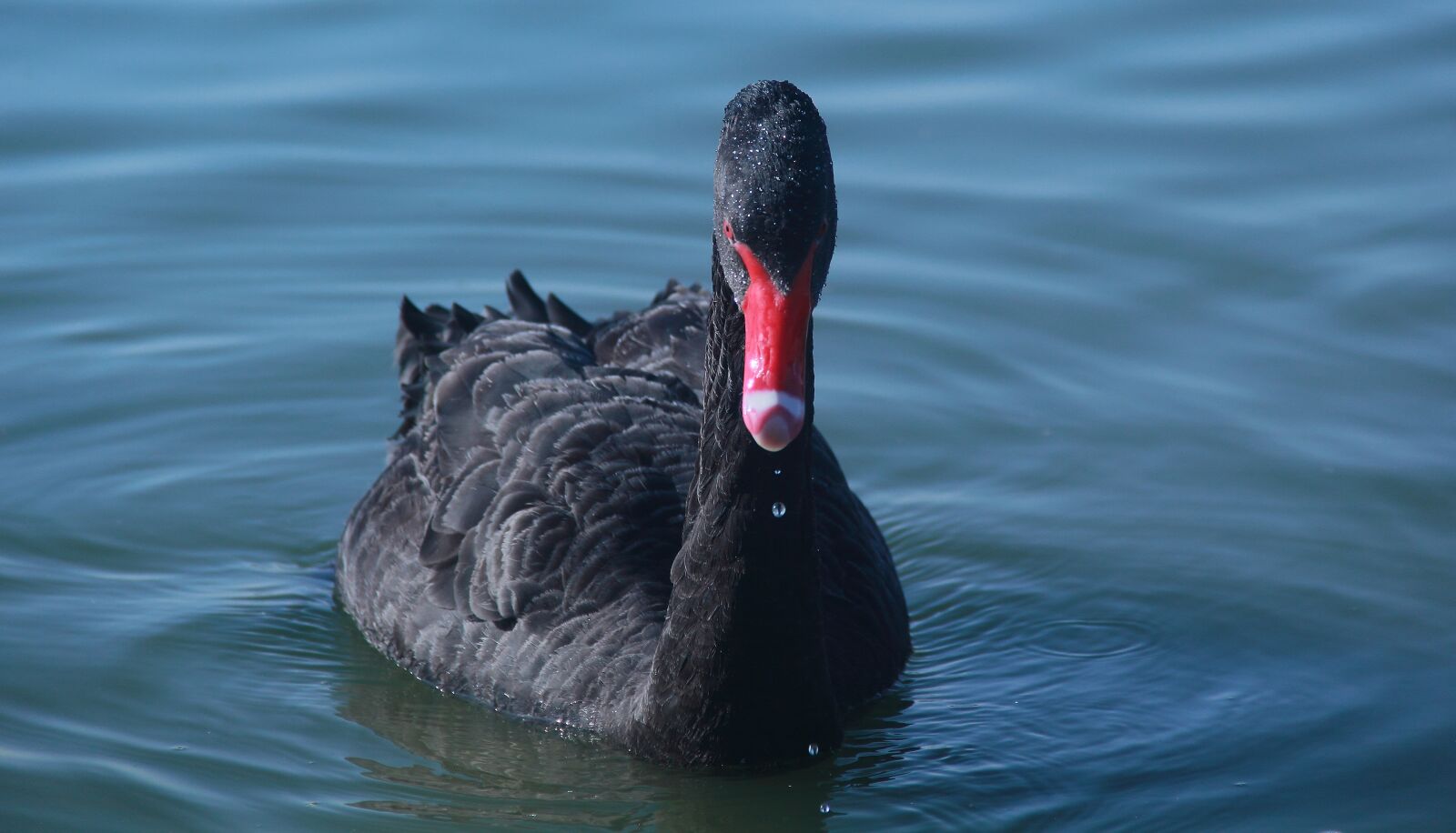 Canon EOS 60D sample photo. Water, lake, nature photography
