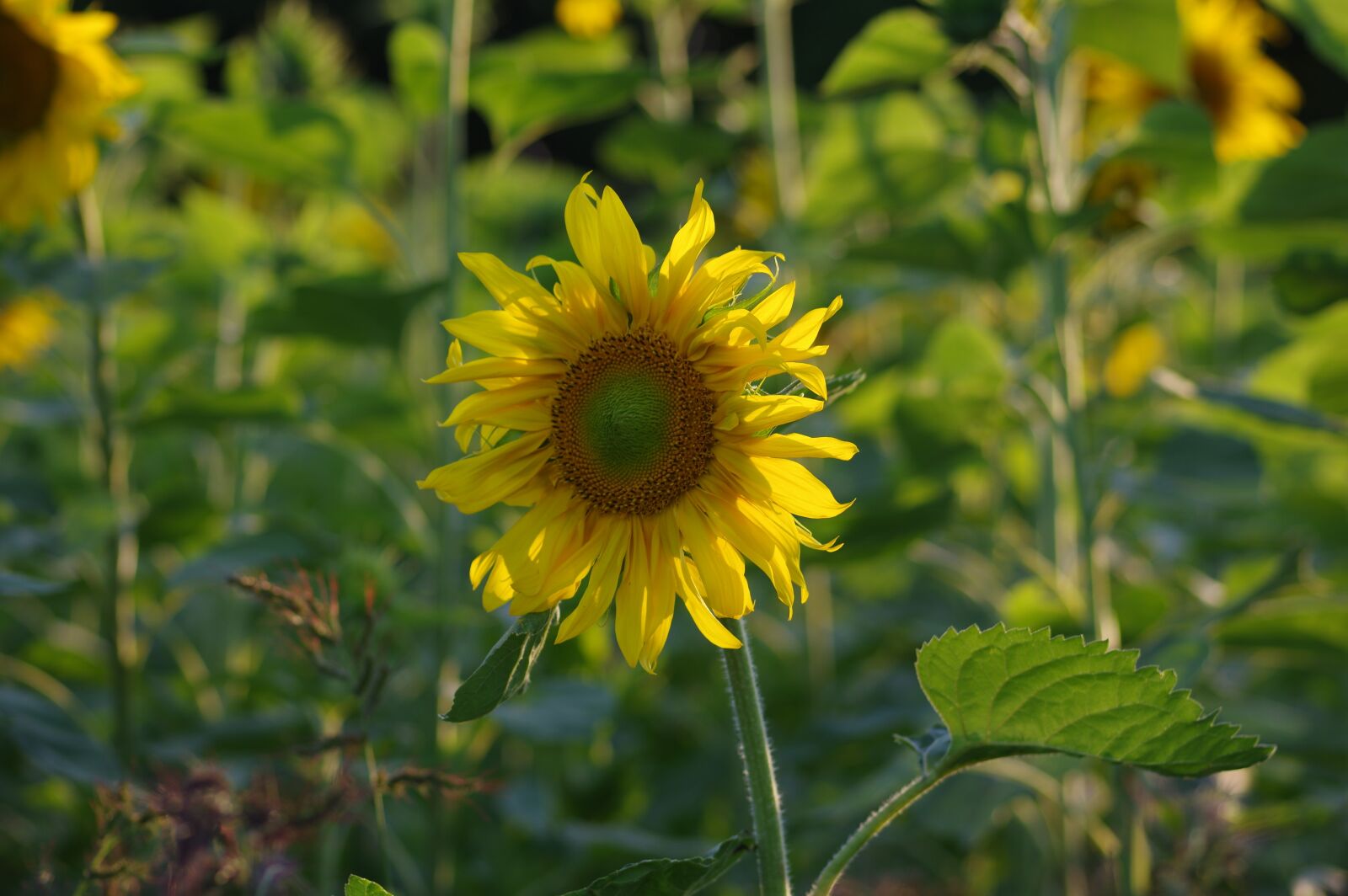 Pentax K-3 sample photo. Sunflower, summer, flowers photography