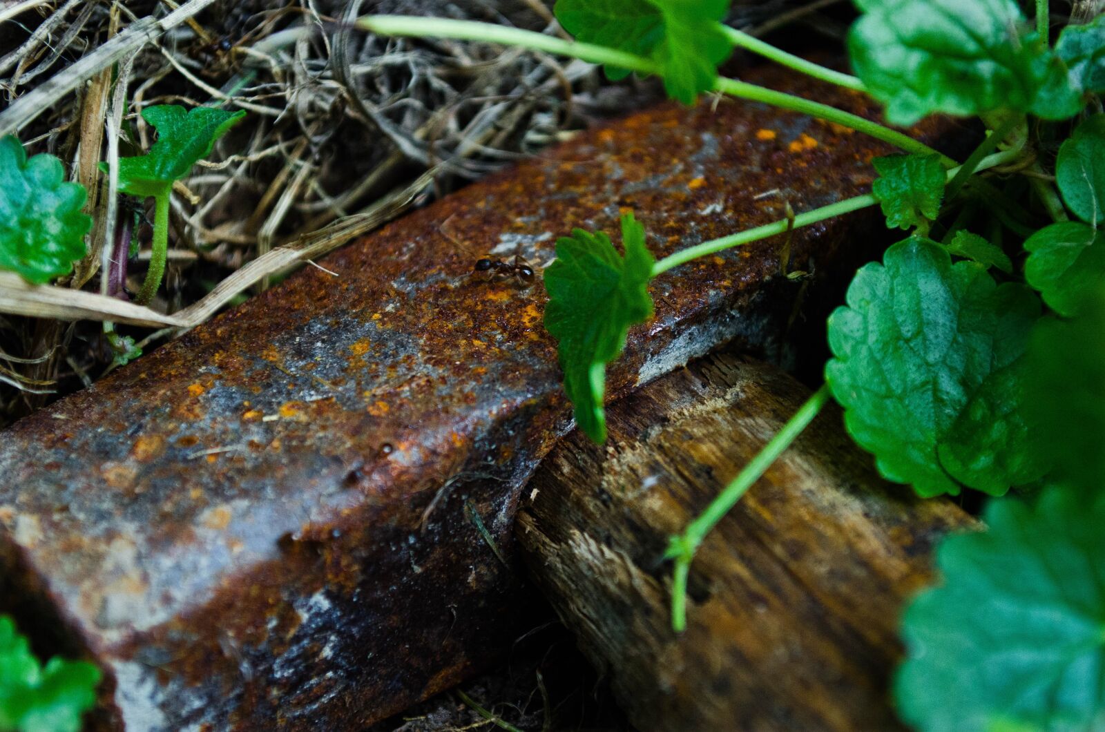 Nikon D5100 sample photo. Hammer, rust, old photography